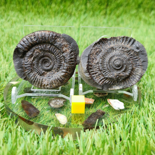 Dactylioceras ammonite fossil split pair UK North Yorkshire - North Yorkshire Fossils