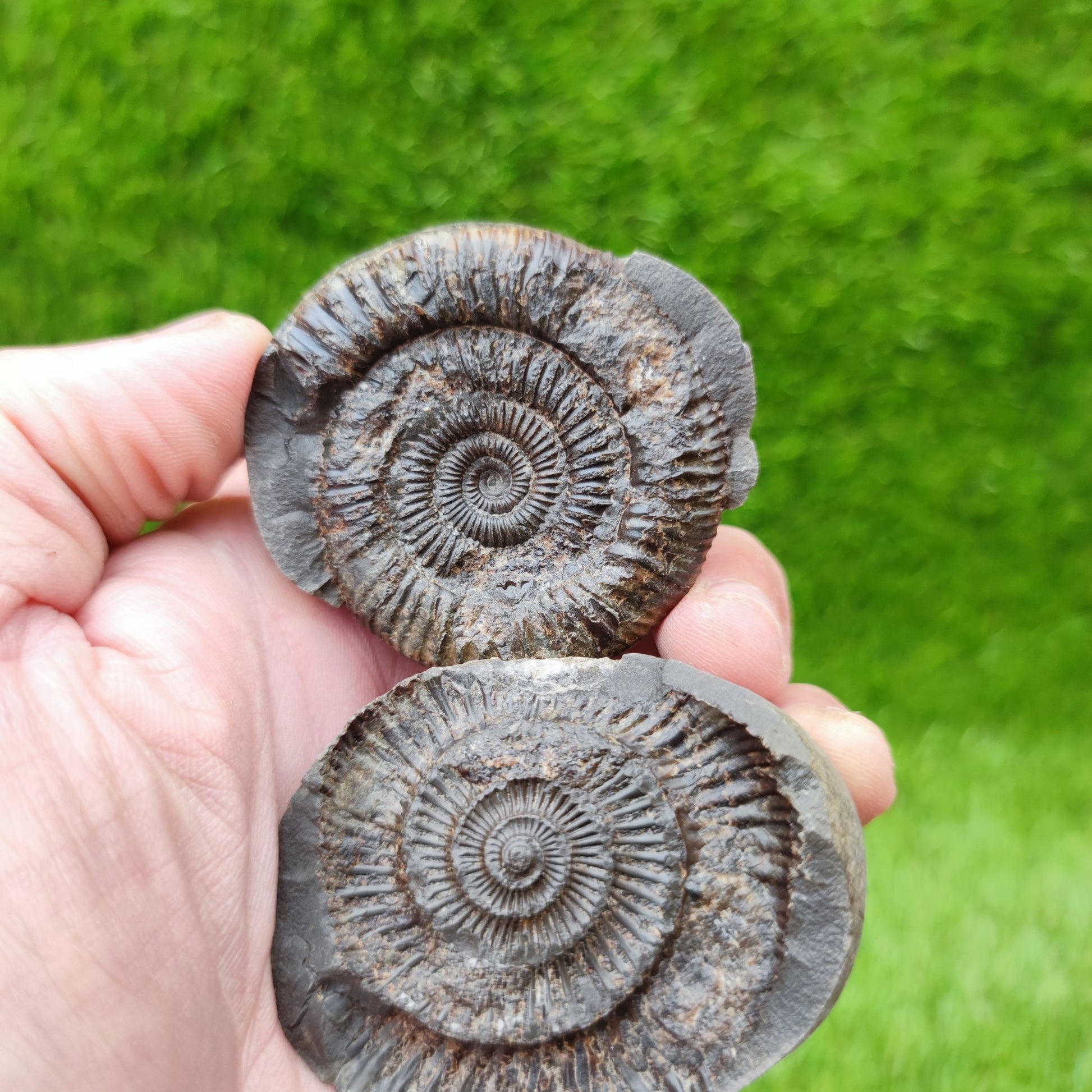 Dactylioceras ammonite fossil split pair UK North Yorkshire - North Yorkshire Fossils