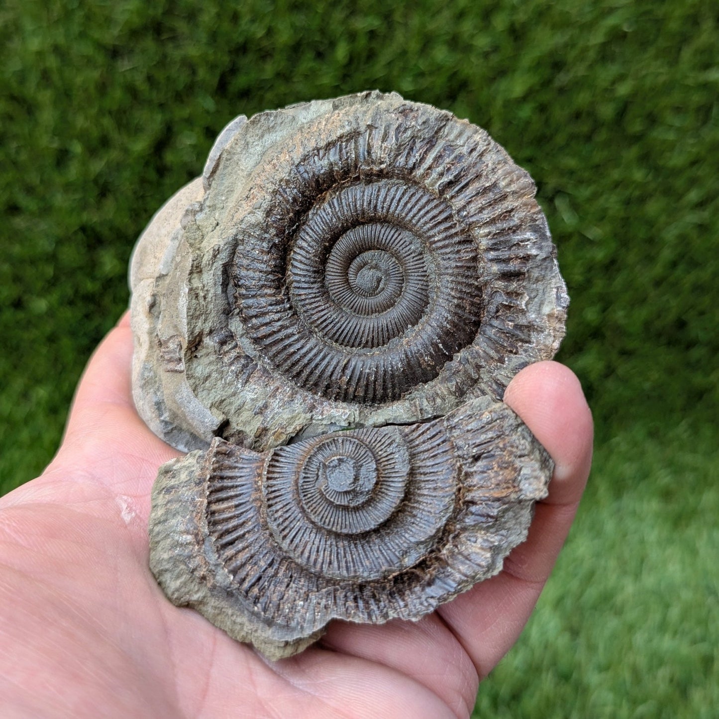 Dactylioceras ammonite fossil split pair Whitby - North Yorkshire Fossils