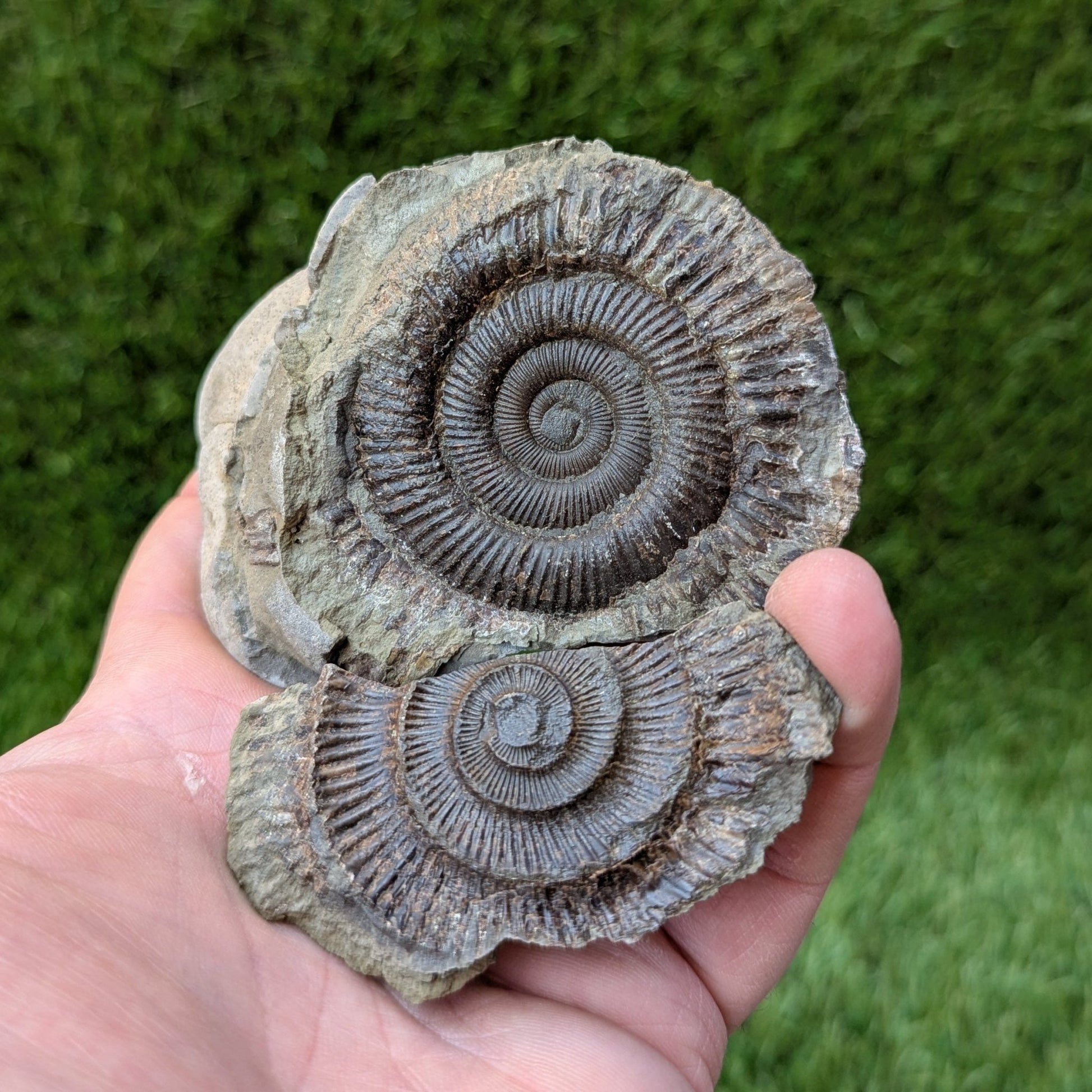 Dactylioceras ammonite fossil split pair Whitby - North Yorkshire Fossils