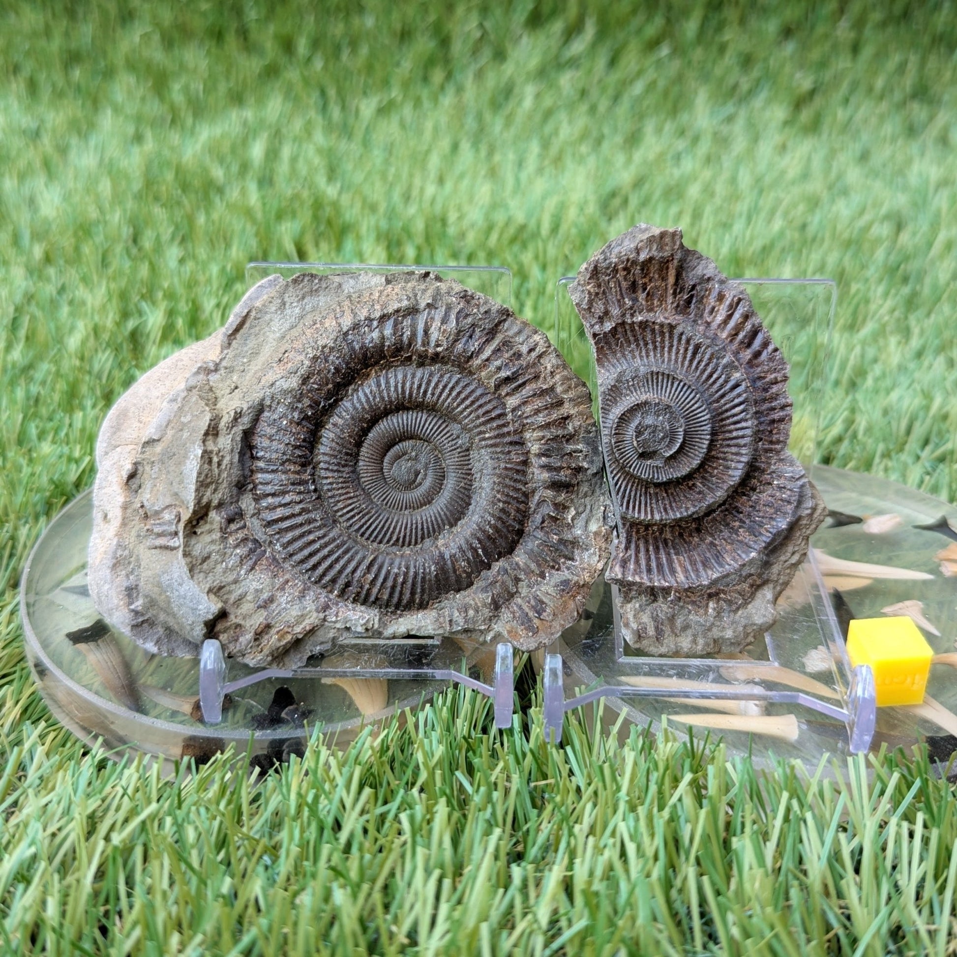 Dactylioceras ammonite fossil split pair Whitby - North Yorkshire Fossils