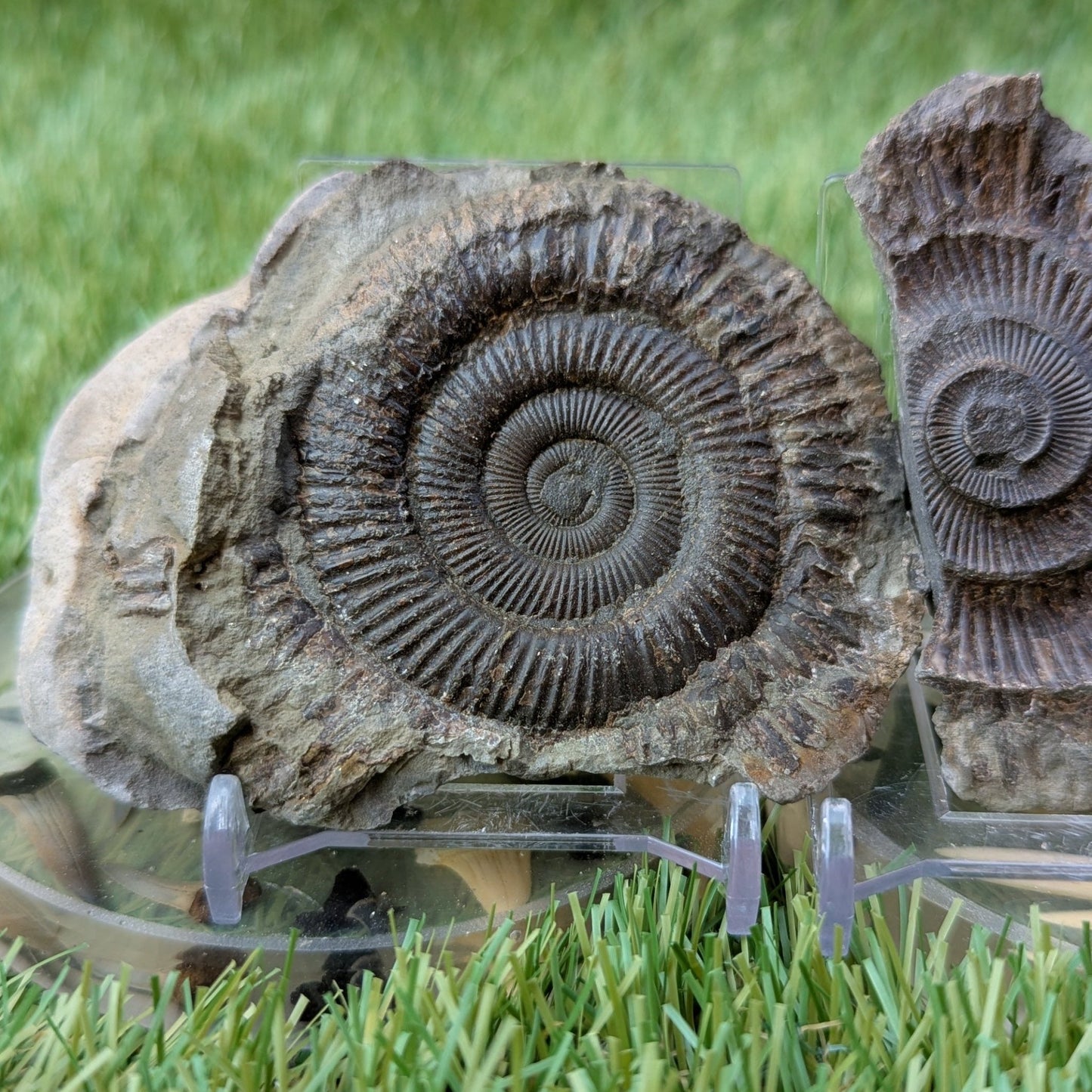Dactylioceras ammonite fossil split pair Whitby - North Yorkshire Fossils