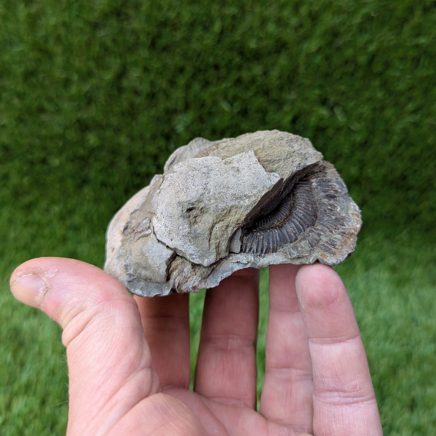 Dactylioceras ammonite fossil split pair Whitby - North Yorkshire Fossils