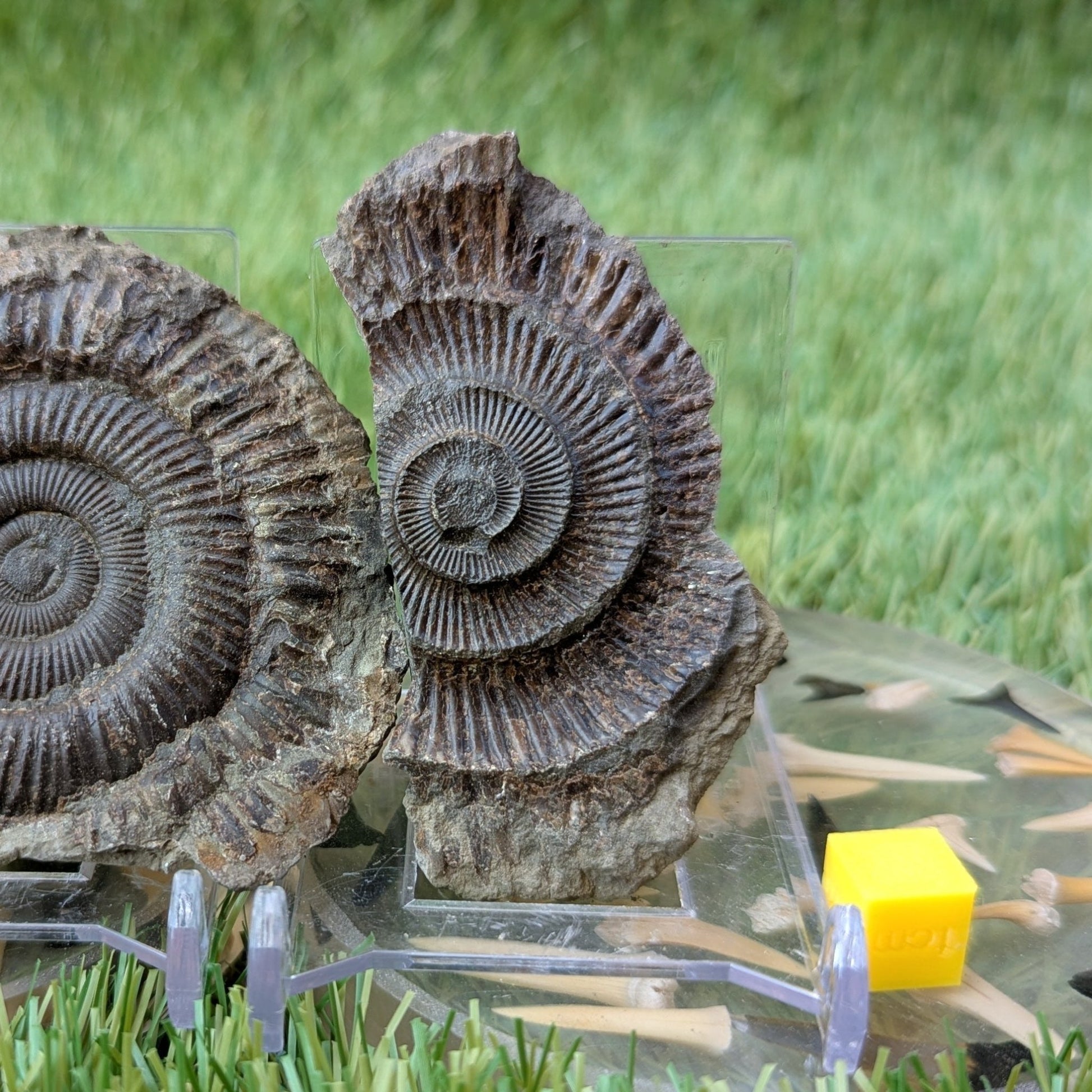Dactylioceras ammonite fossil split pair Whitby - North Yorkshire Fossils