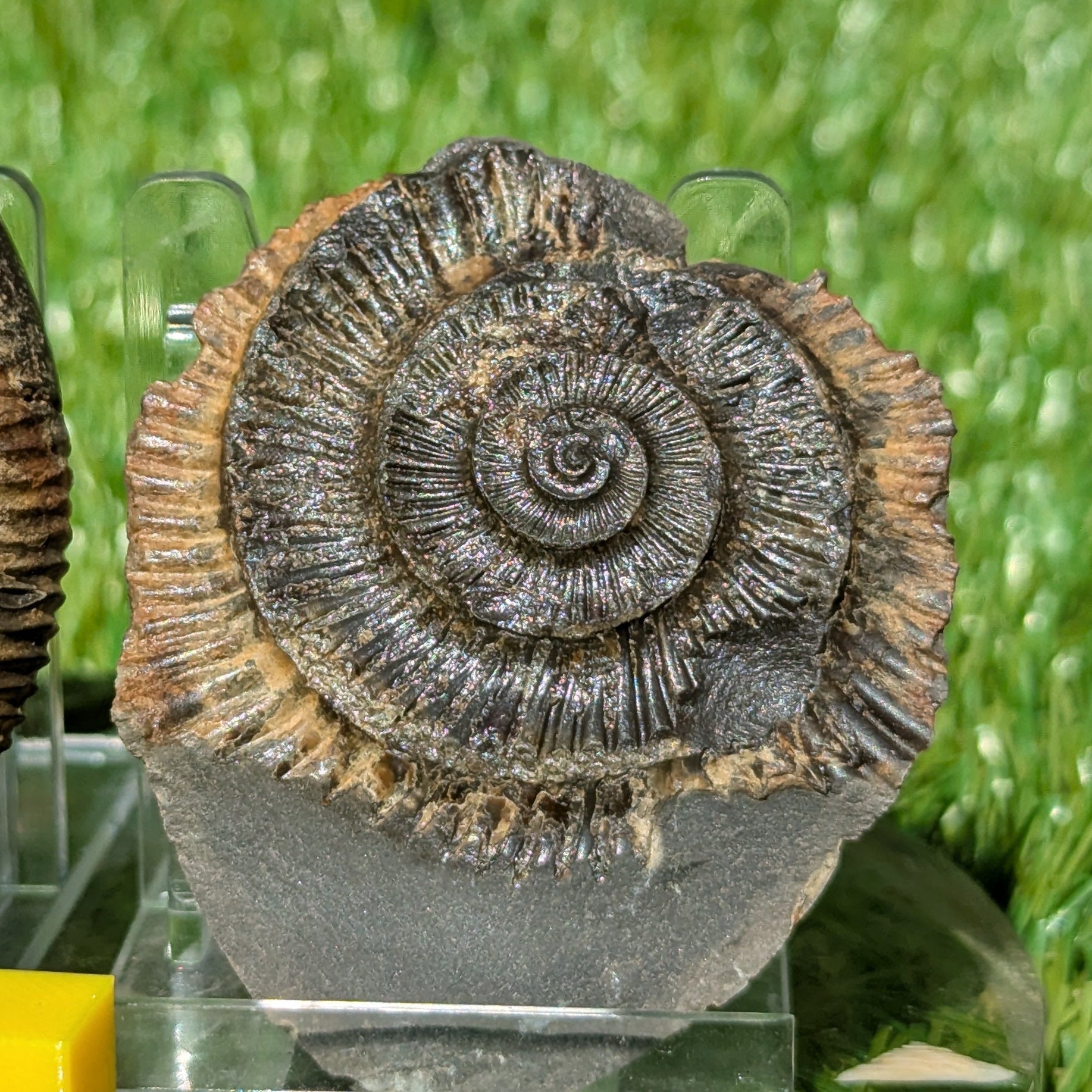 Dactylioceras ammonite fossil split pair Whitby UK fossil - North Yorkshire Fossils
