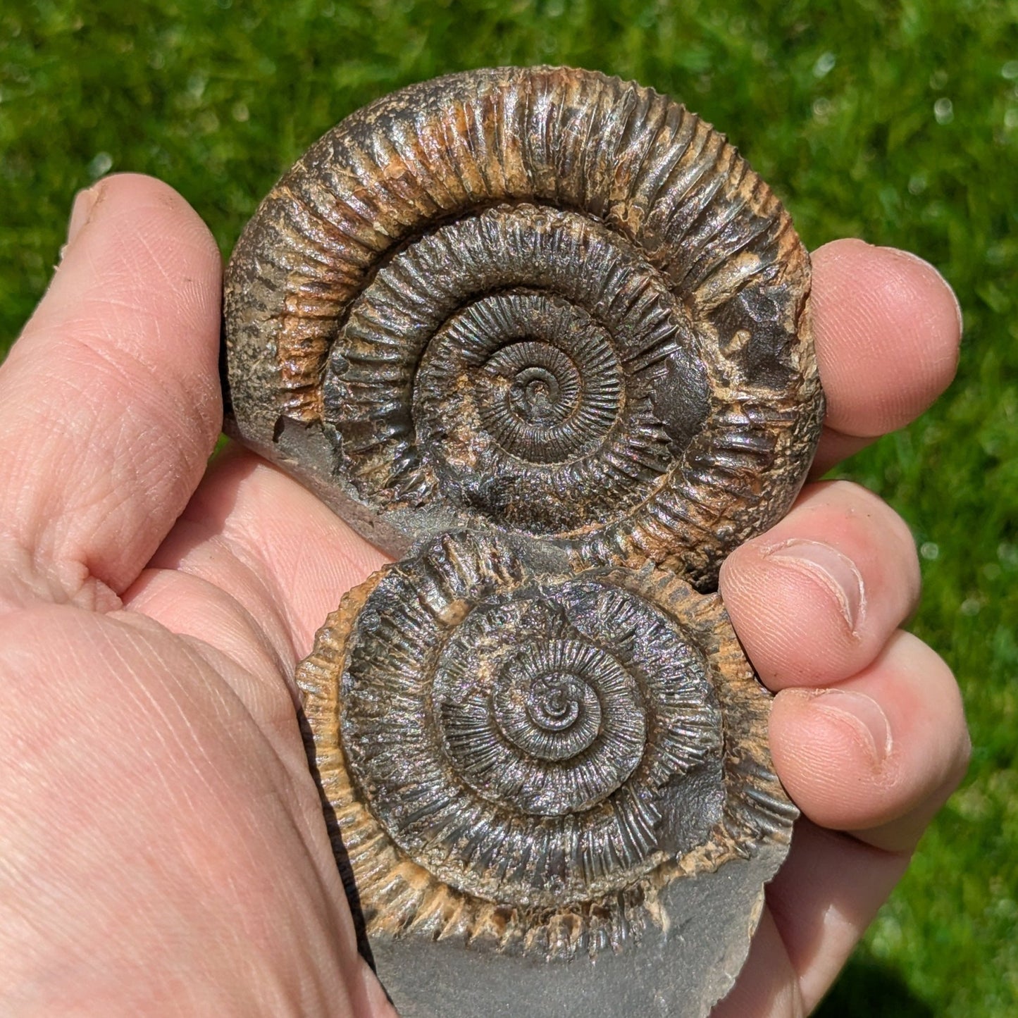 Dactylioceras ammonite fossil split pair Whitby UK fossil - North Yorkshire Fossils