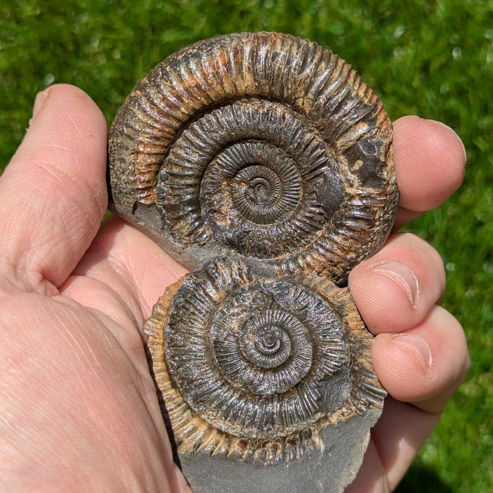 Dactylioceras ammonite fossil split pair Whitby UK fossil - North Yorkshire Fossils