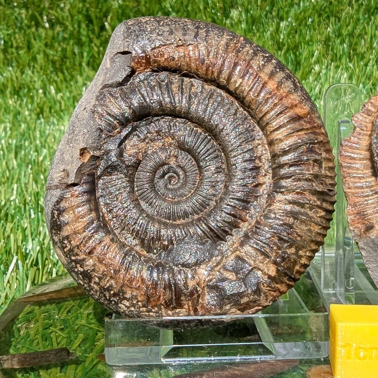 Dactylioceras ammonite fossil split pair Whitby UK fossil - North Yorkshire Fossils
