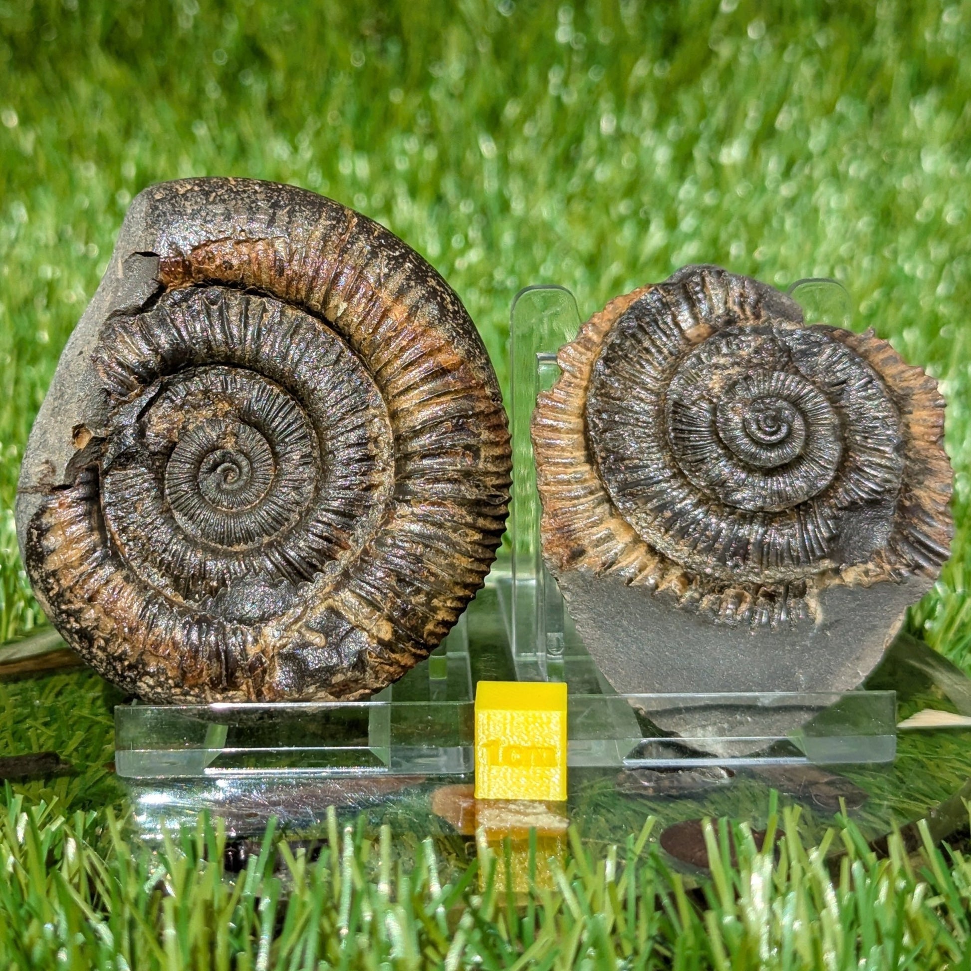 Dactylioceras ammonite fossil split pair Whitby UK fossil - North Yorkshire Fossils