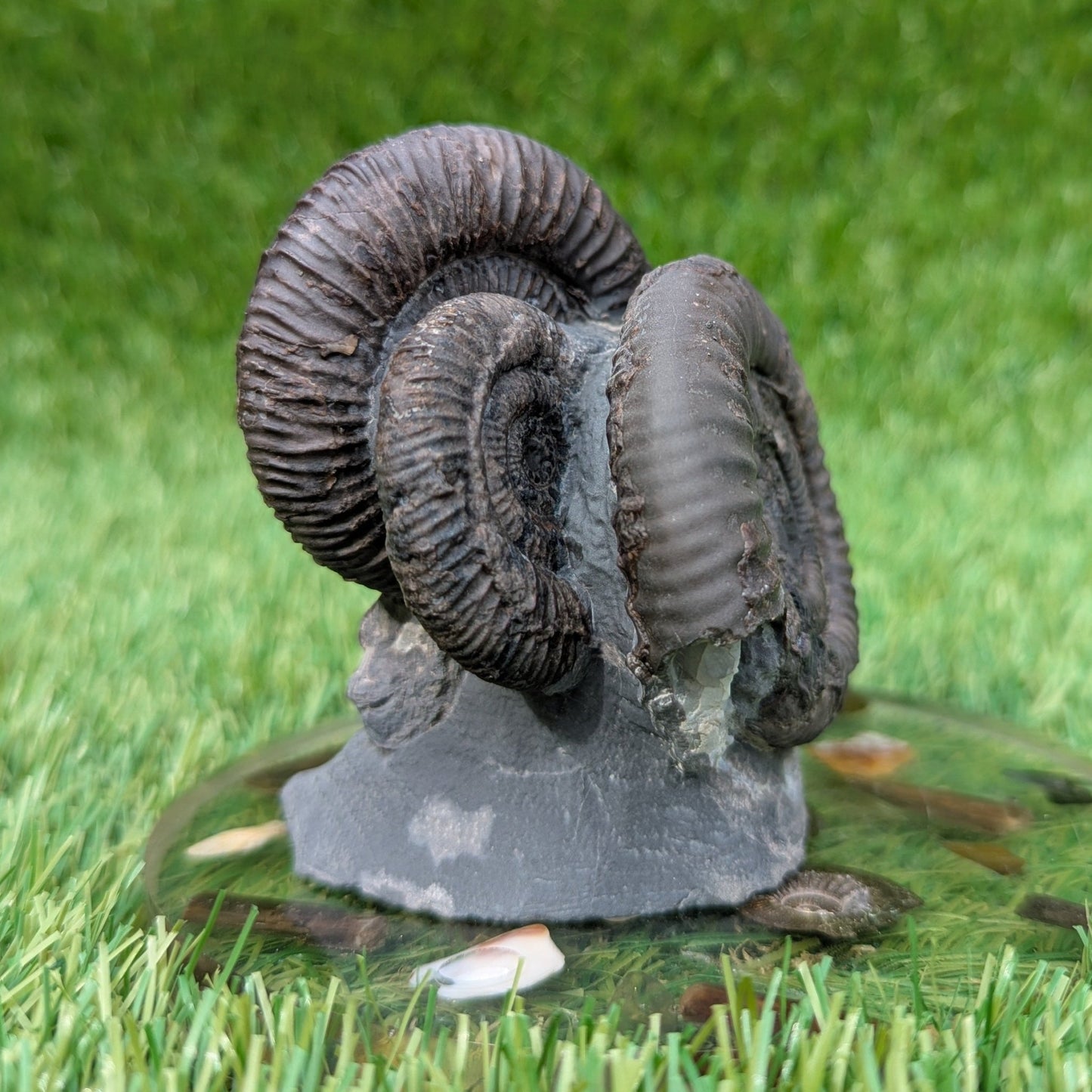 Dactylioceras ammonite fossil triple North Yprkshire fossils - North Yorkshire Fossils