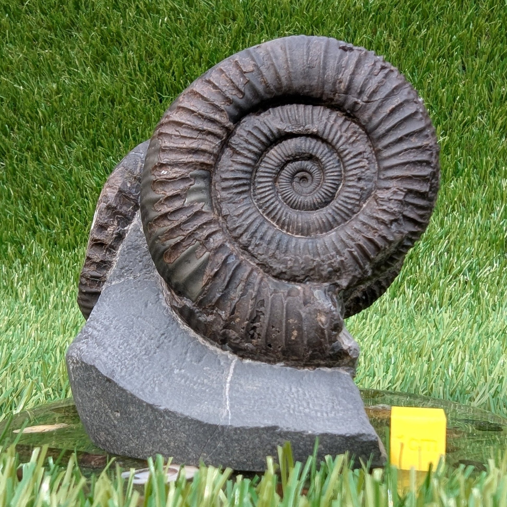 Dactylioceras ammonite fossil triple North Yprkshire fossils - North Yorkshire Fossils