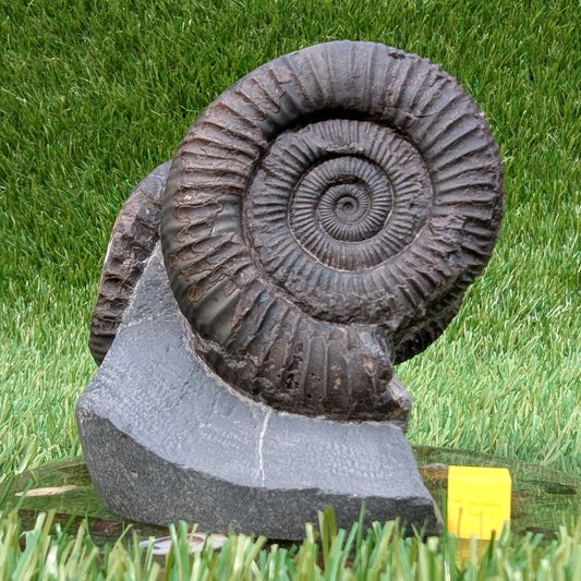 Dactylioceras ammonite fossil triple North Yprkshire fossils - North Yorkshire Fossils