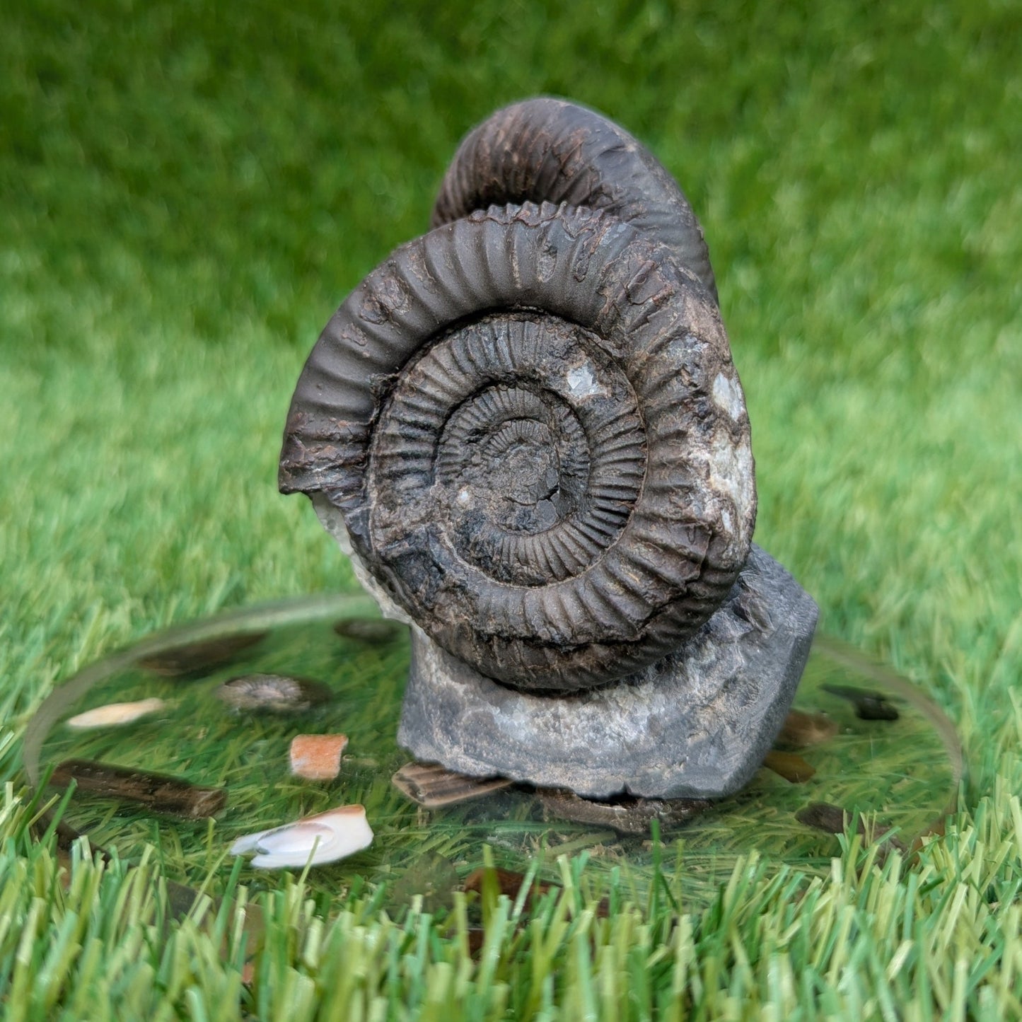 Dactylioceras ammonite fossil triple North Yprkshire fossils - North Yorkshire Fossils