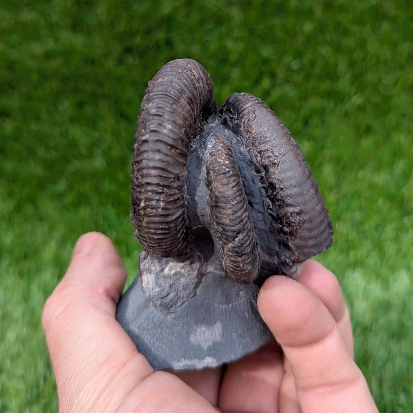 Dactylioceras ammonite fossil triple North Yprkshire fossils - North Yorkshire Fossils
