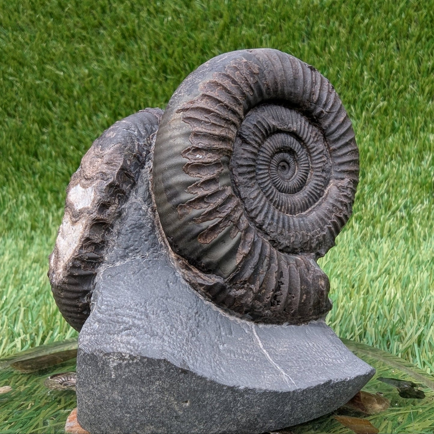 Dactylioceras ammonite fossil triple North Yprkshire fossils - North Yorkshire Fossils