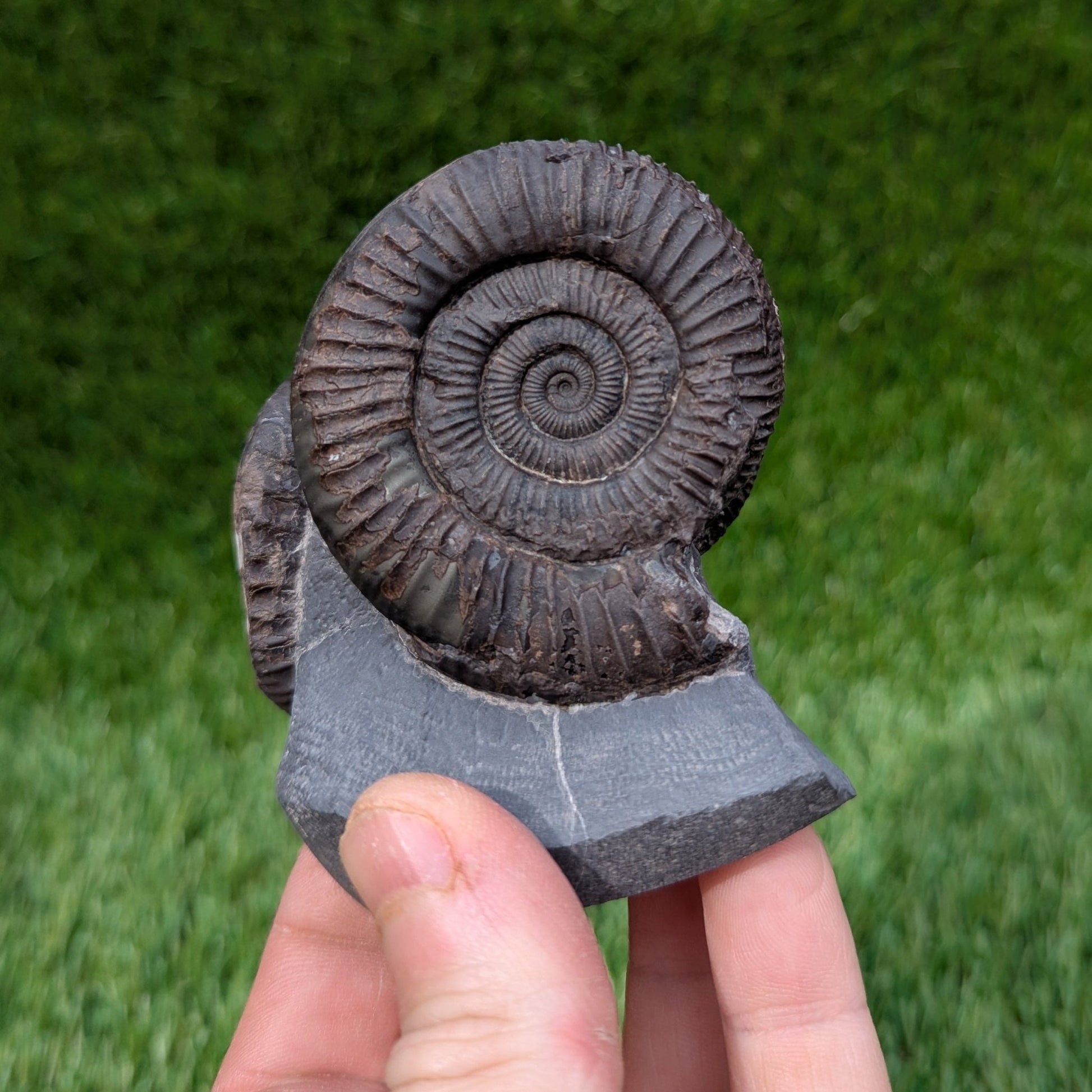 Dactylioceras ammonite fossil triple North Yprkshire fossils - North Yorkshire Fossils