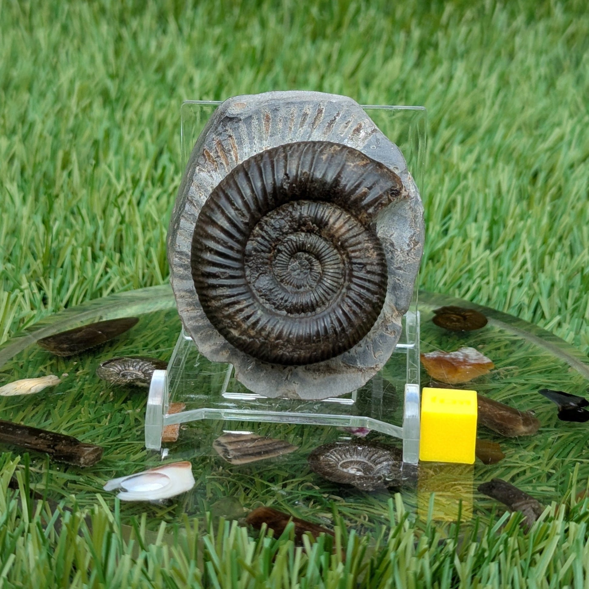 Dactylioceras ammonite fossil Whitby - North Yorkshire Fossils
