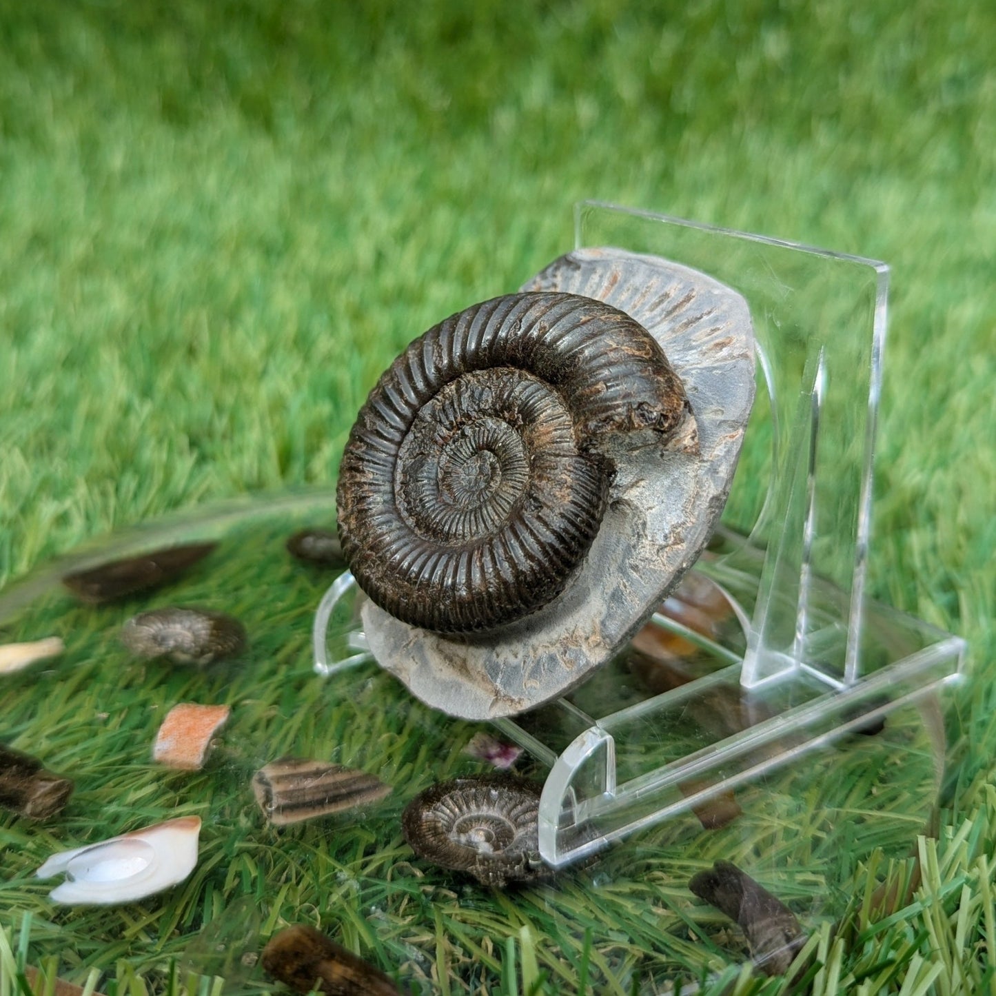 Dactylioceras ammonite fossil Whitby - North Yorkshire Fossils