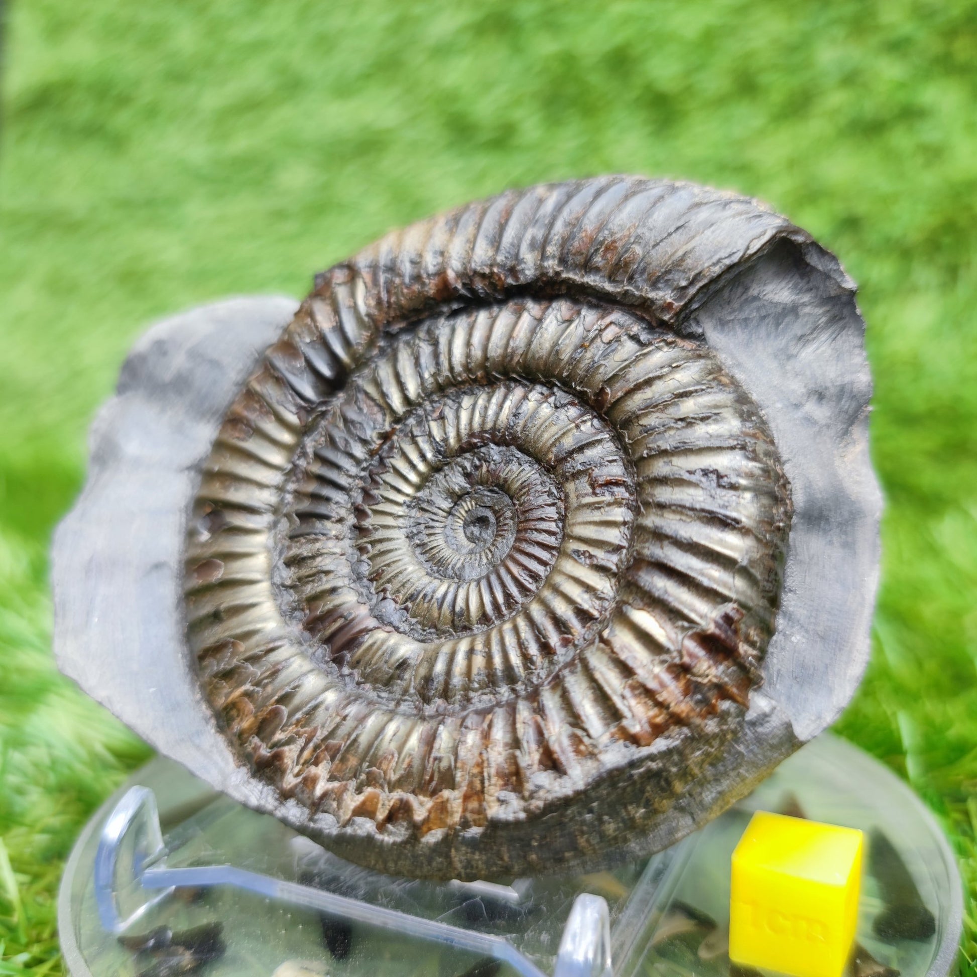 Dactylioceras ammonite fossil Whitby Yorkshire UK Golden - North Yorkshire Fossils