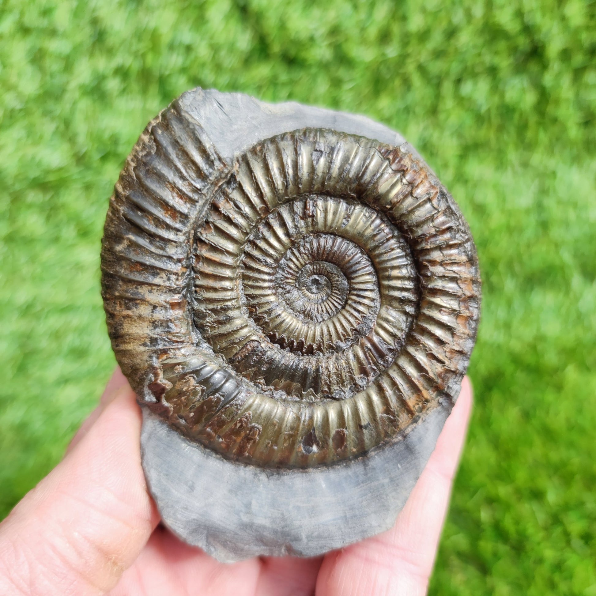 Dactylioceras ammonite fossil Whitby Yorkshire UK Golden - North Yorkshire Fossils