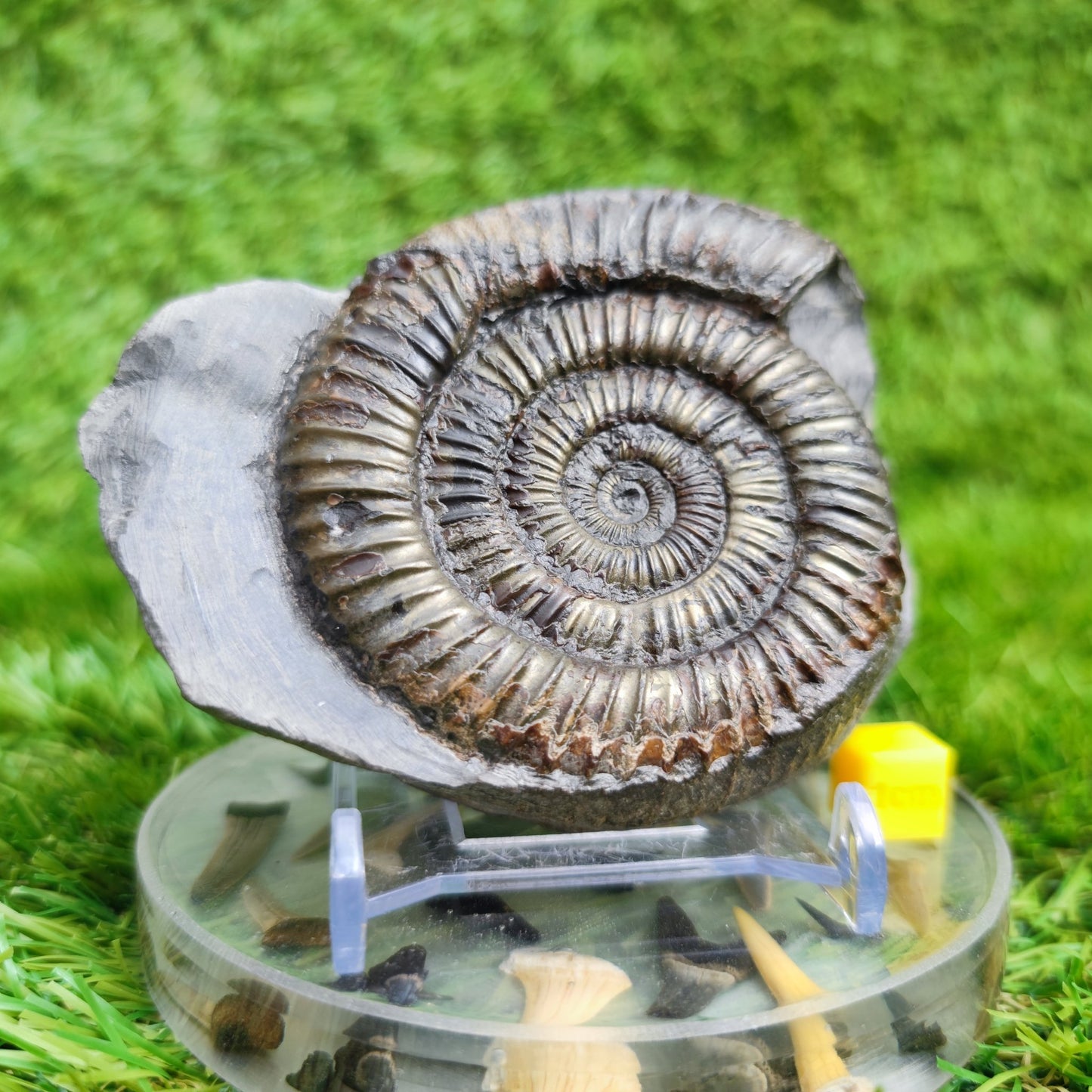 Dactylioceras ammonite fossil Whitby Yorkshire UK Golden - North Yorkshire Fossils