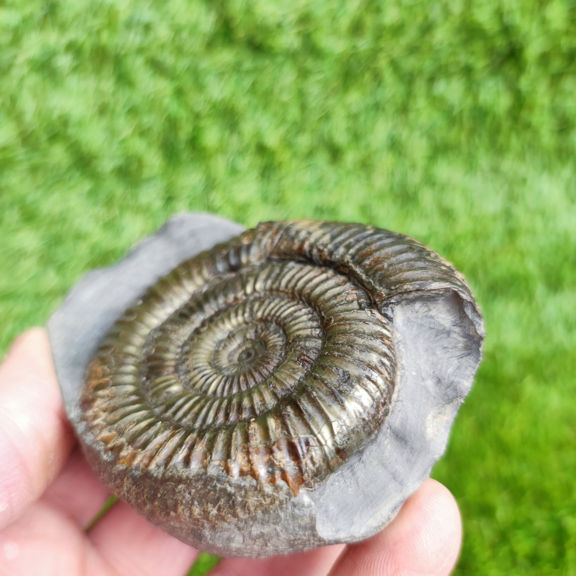 Dactylioceras ammonite fossil Whitby Yorkshire UK Golden - North Yorkshire Fossils