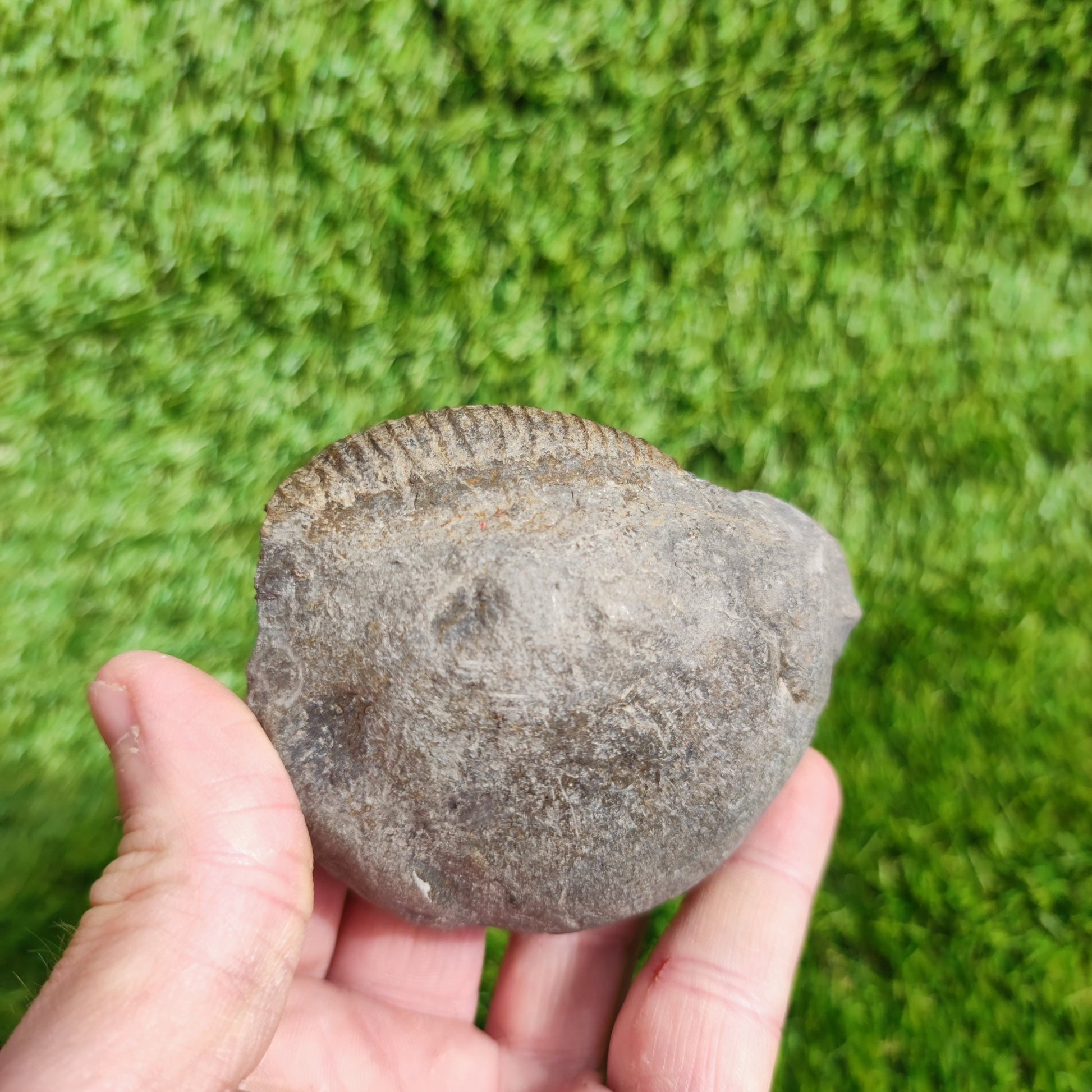 Dactylioceras ammonite fossil Whitby Yorkshire UK Golden - North Yorkshire Fossils