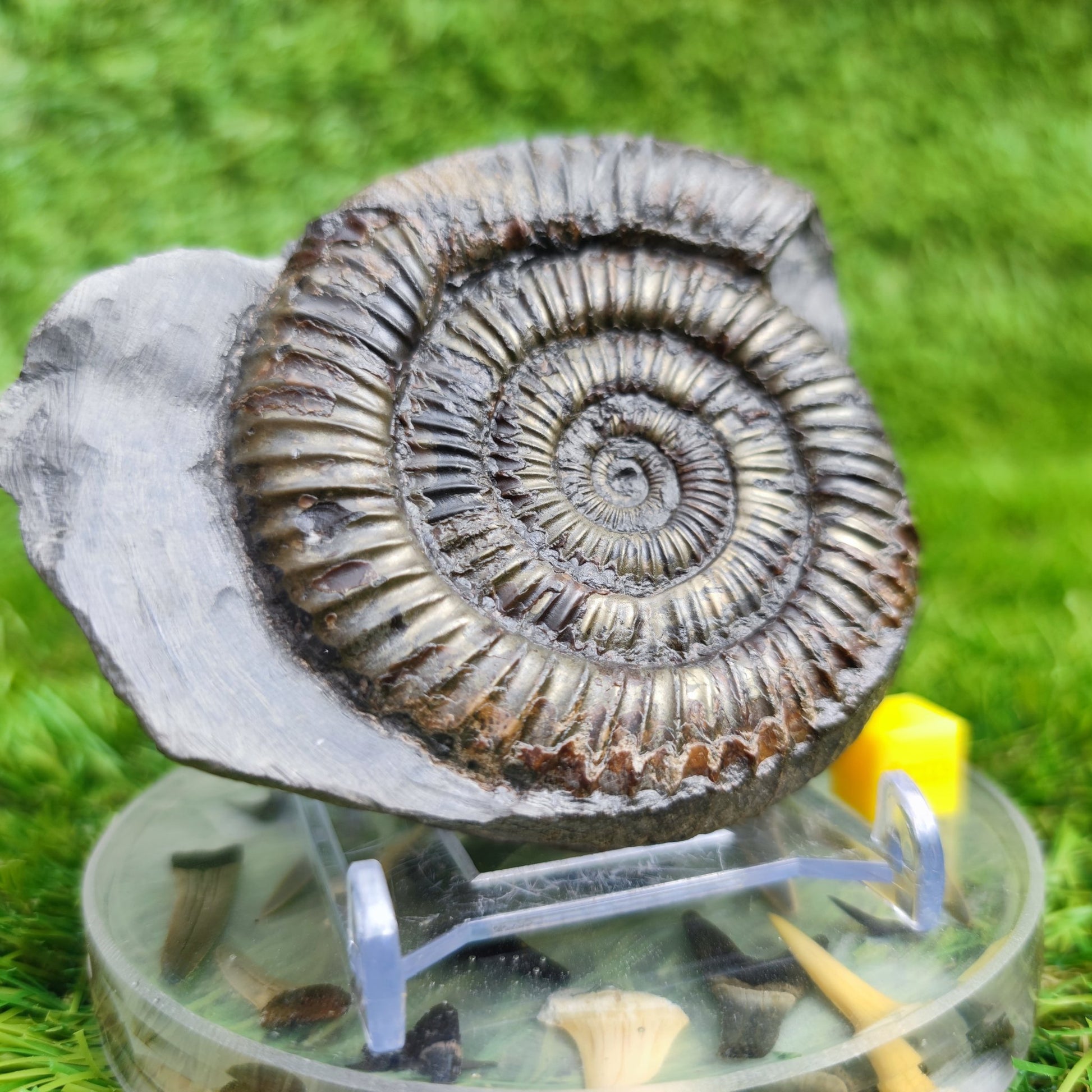 Dactylioceras ammonite fossil Whitby Yorkshire UK Golden - North Yorkshire Fossils