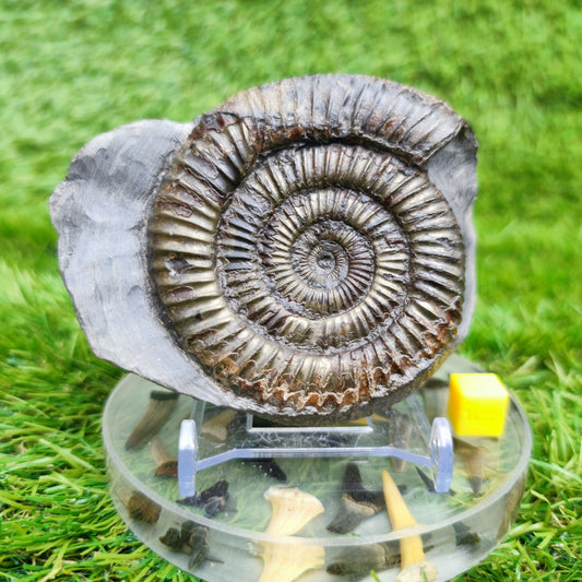 Dactylioceras ammonite fossil Whitby Yorkshire UK Golden - North Yorkshire Fossils