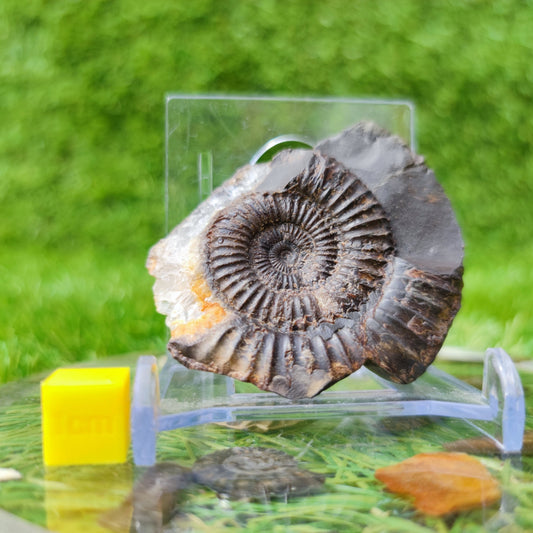Dactylioceras ammonite fossil with calcite crystal NYF UK - North Yorkshire Fossils