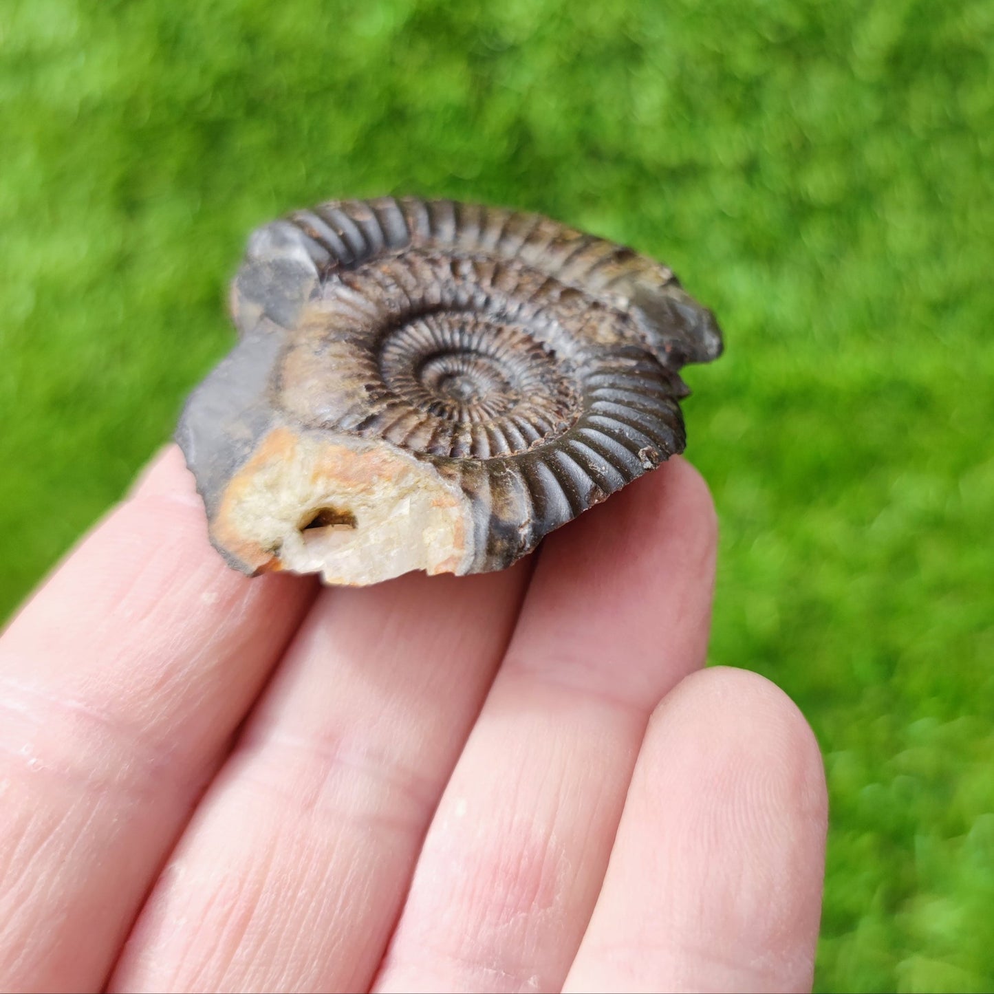 Dactylioceras ammonite fossil with calcite crystal NYF UK - North Yorkshire Fossils