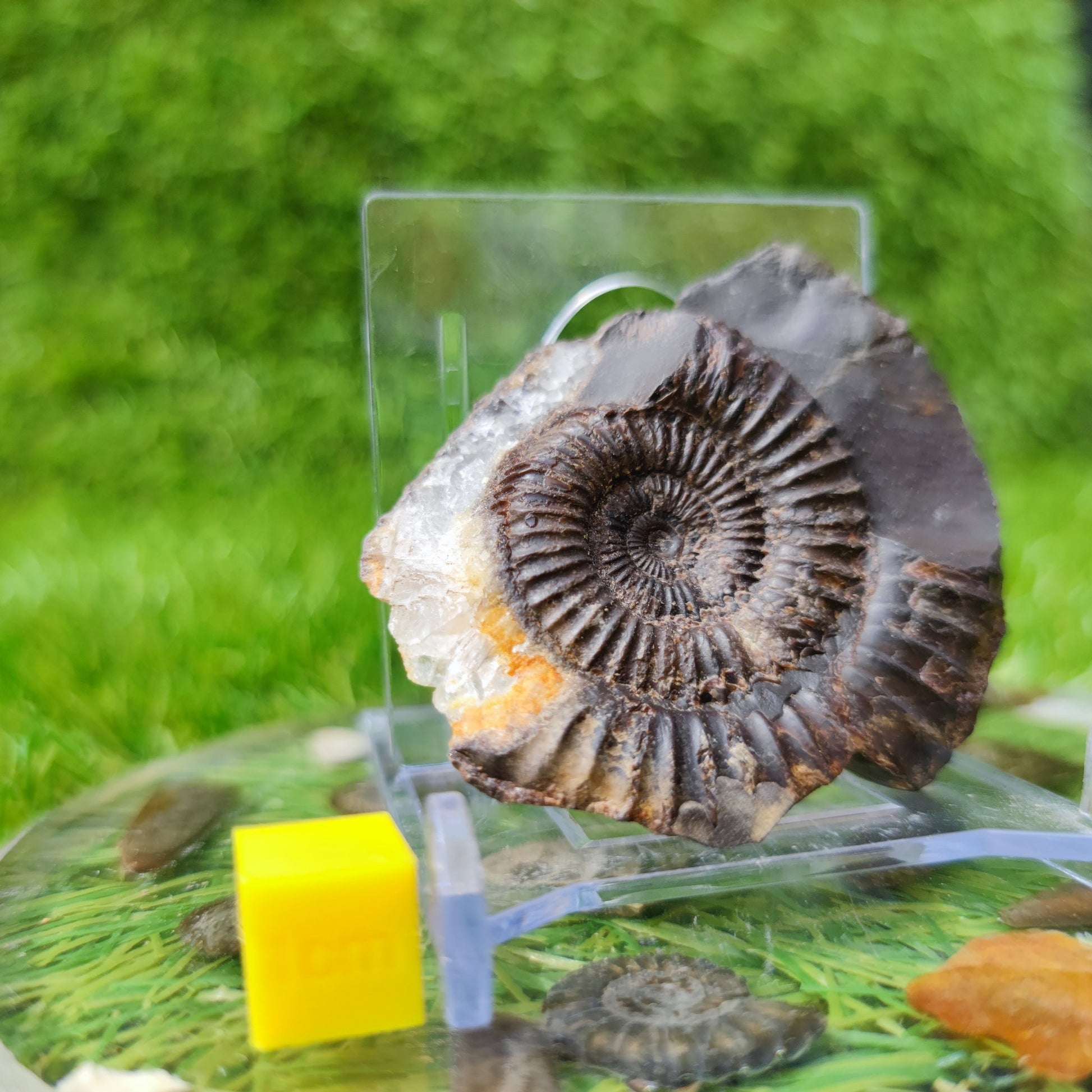 Dactylioceras ammonite fossil with calcite crystal NYF UK - North Yorkshire Fossils