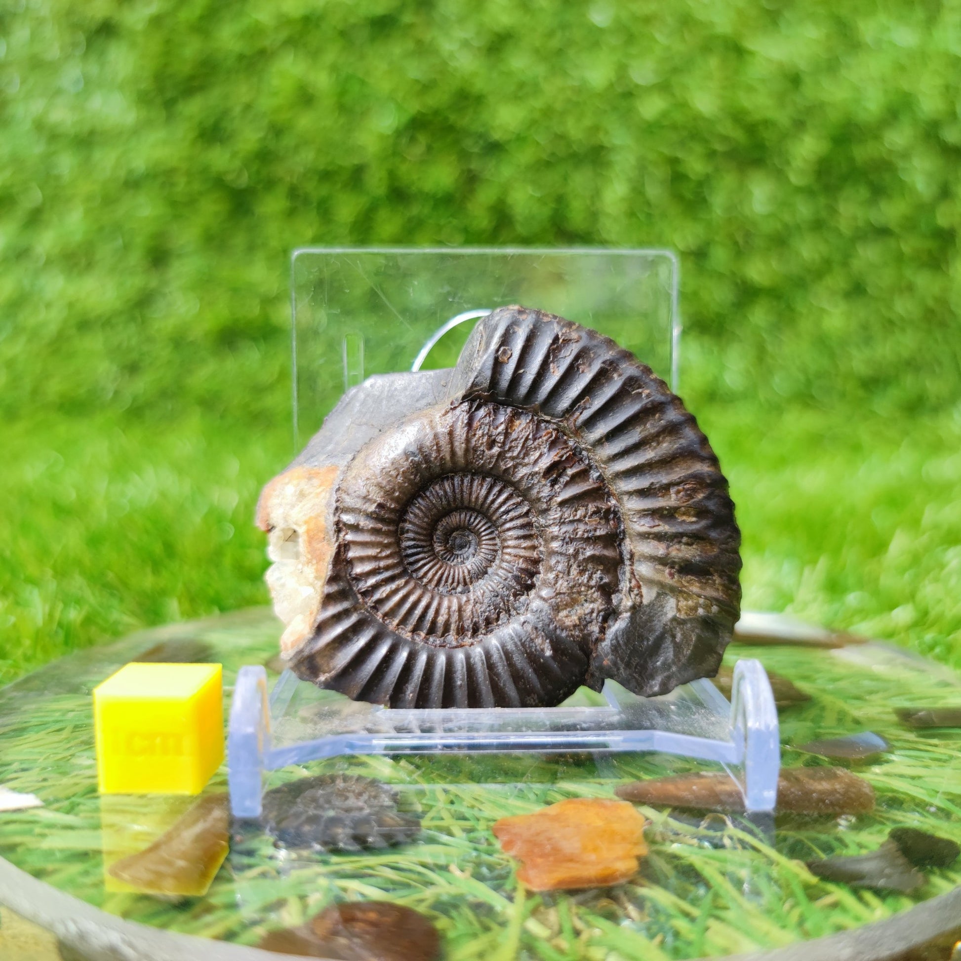 Dactylioceras ammonite fossil with calcite crystal NYF UK - North Yorkshire Fossils