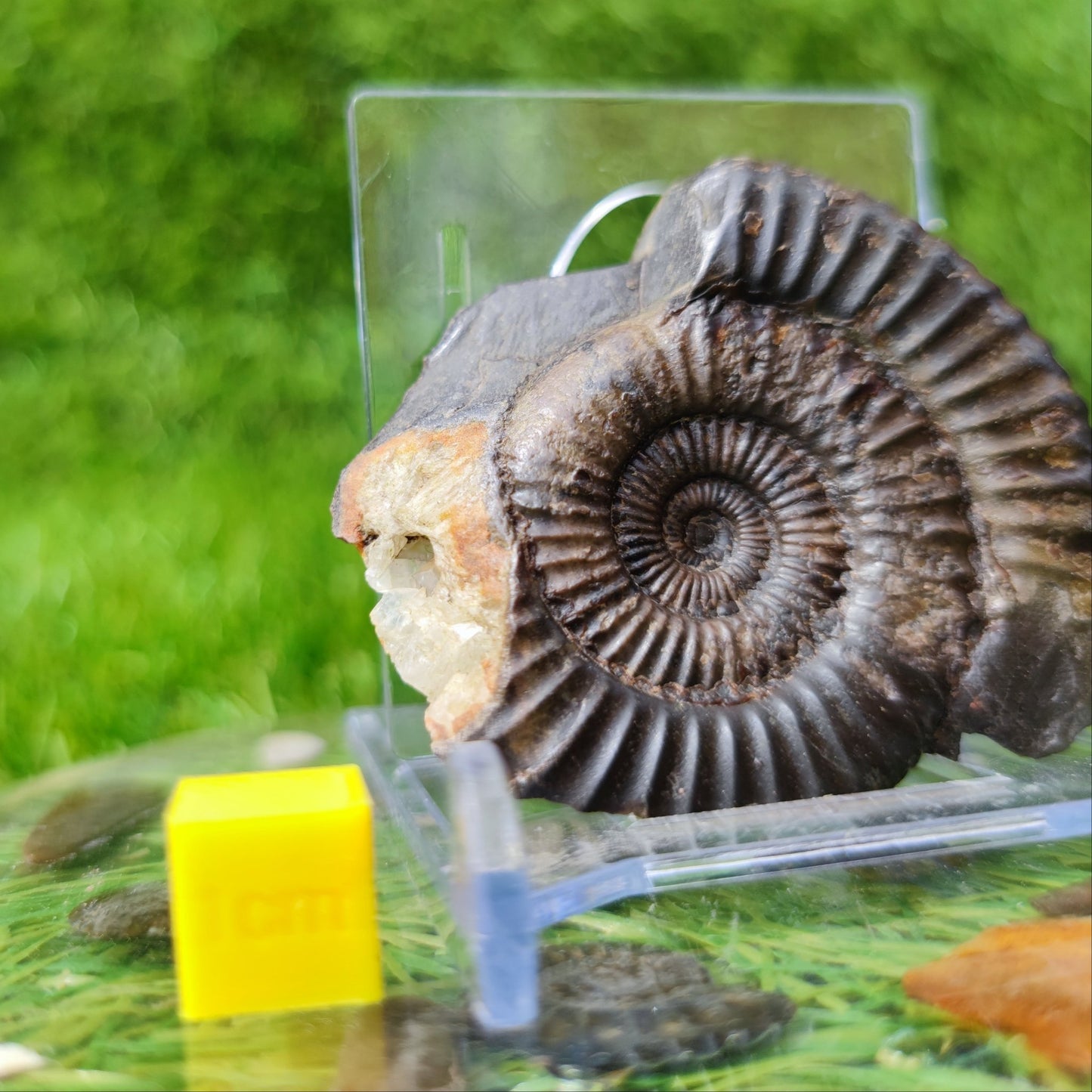 Dactylioceras ammonite fossil with calcite crystal NYF UK - North Yorkshire Fossils