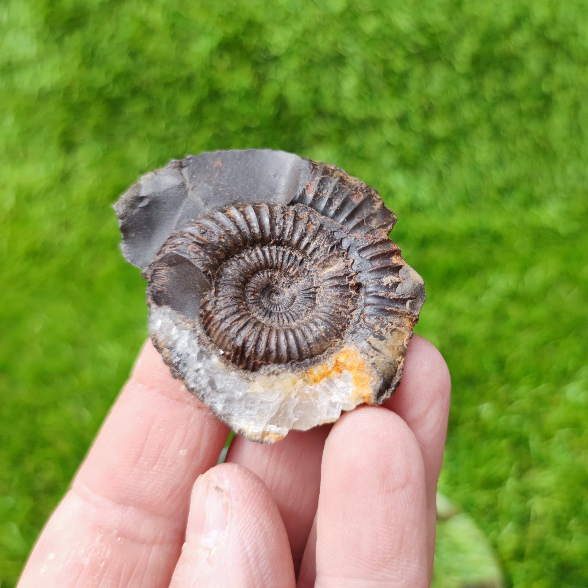 Dactylioceras ammonite fossil with calcite crystal NYF UK - North Yorkshire Fossils