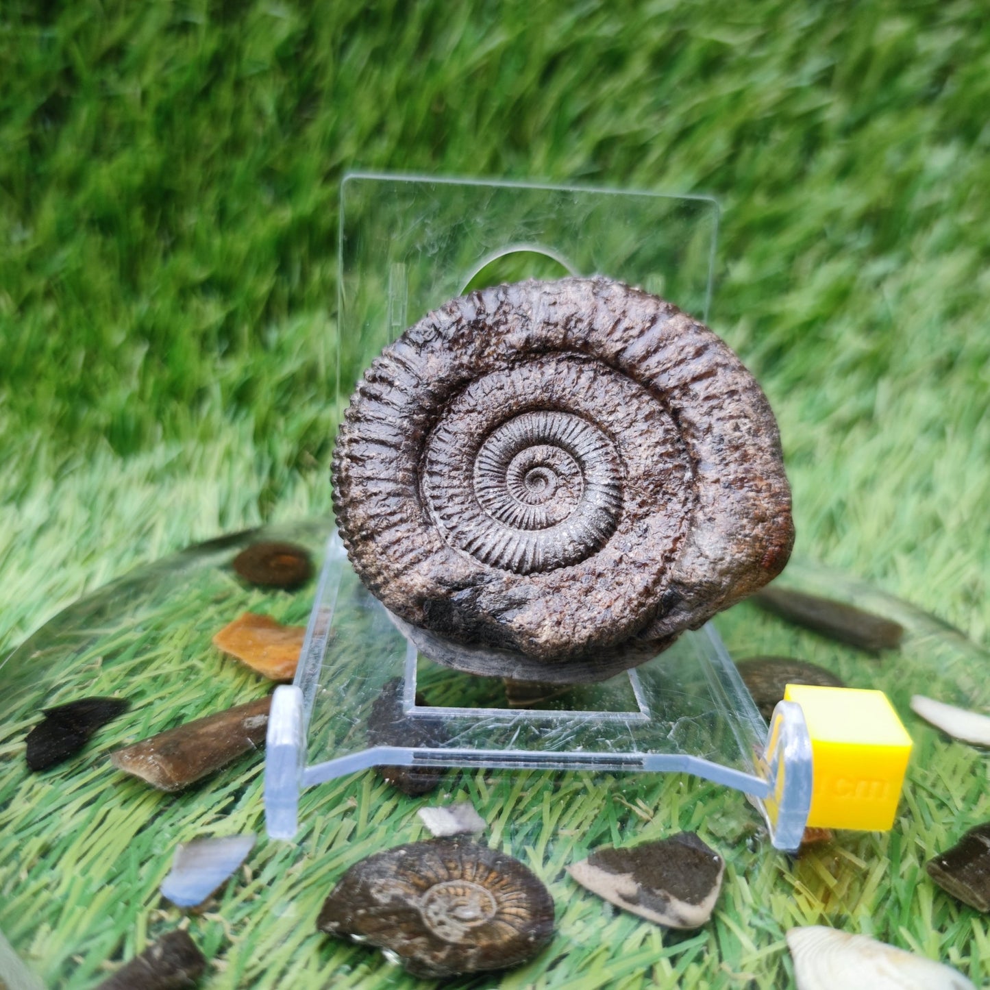 Dactylioceras ammonite fossil Yorkshire - North Yorkshire Fossils