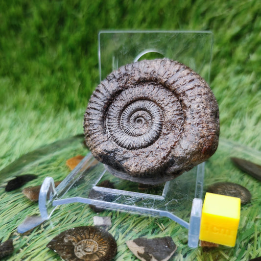 Dactylioceras ammonite fossil Yorkshire - North Yorkshire Fossils