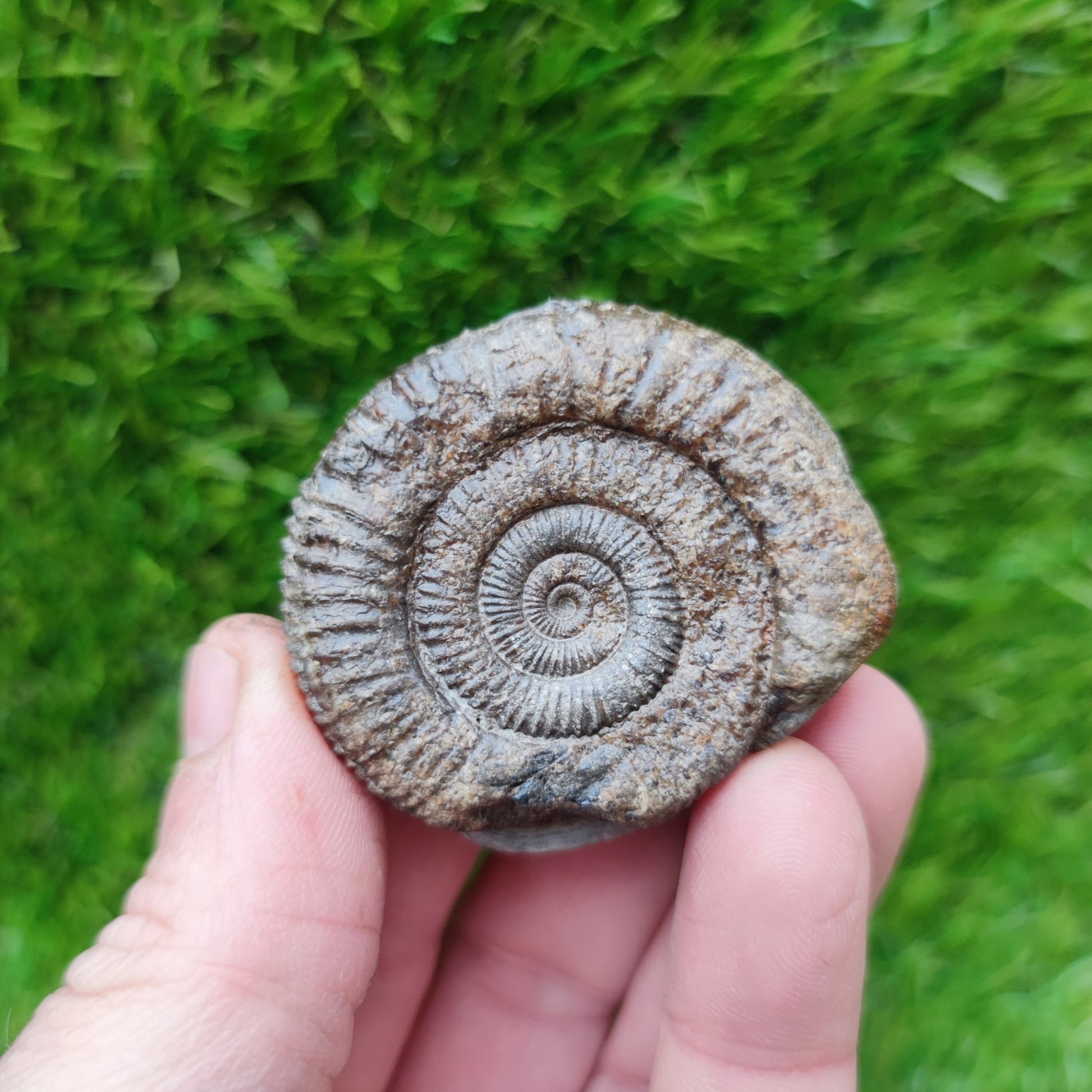 Dactylioceras ammonite fossil Yorkshire - North Yorkshire Fossils