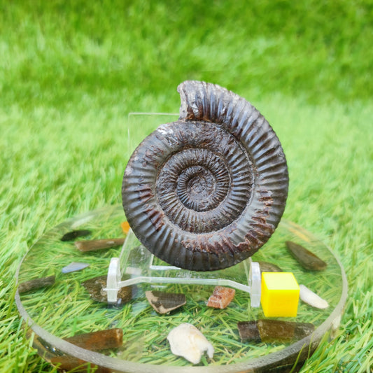 Dactylioceras ammonite fossil Yorkshire UK - North Yorkshire Fossils