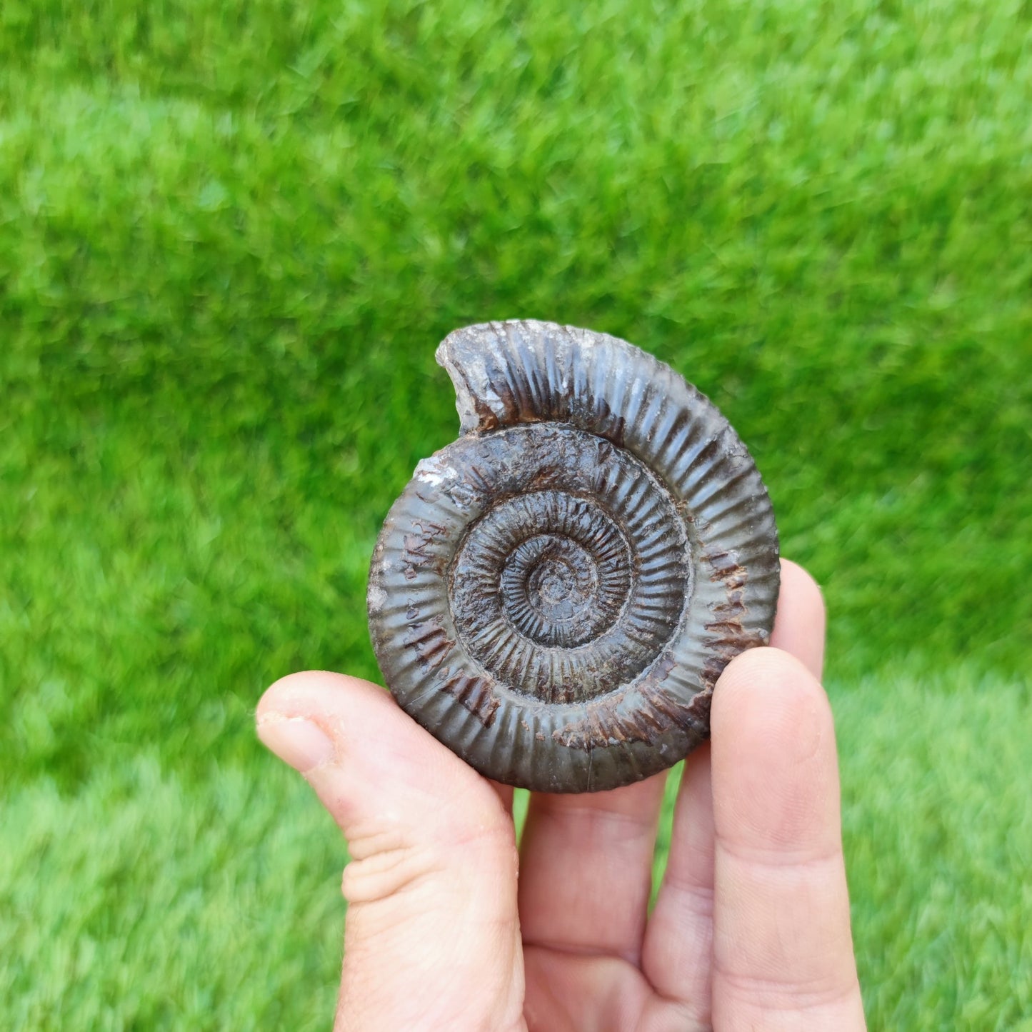 Dactylioceras ammonite fossil Yorkshire UK - North Yorkshire Fossils