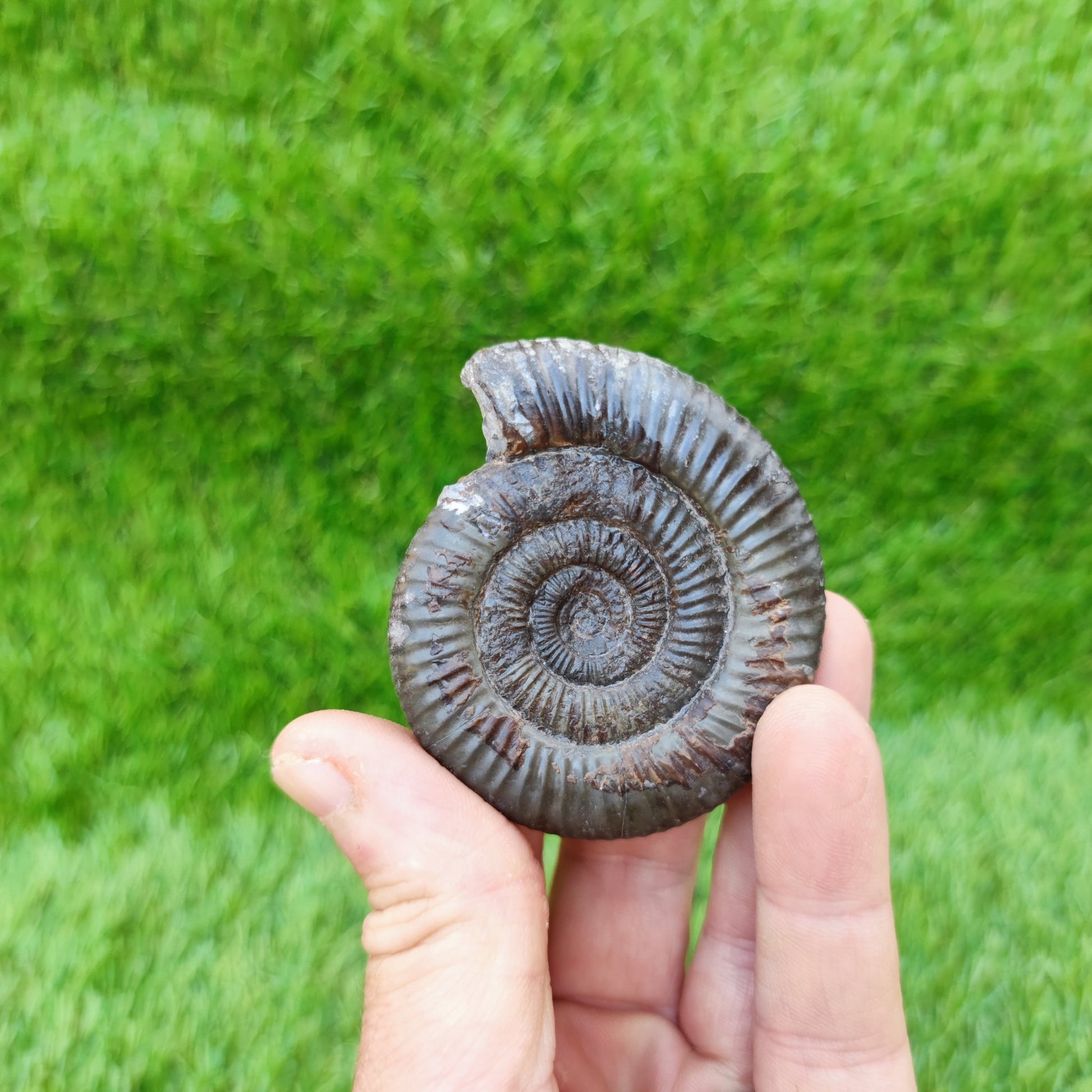Dactylioceras ammonite fossil Yorkshire UK - North Yorkshire Fossils
