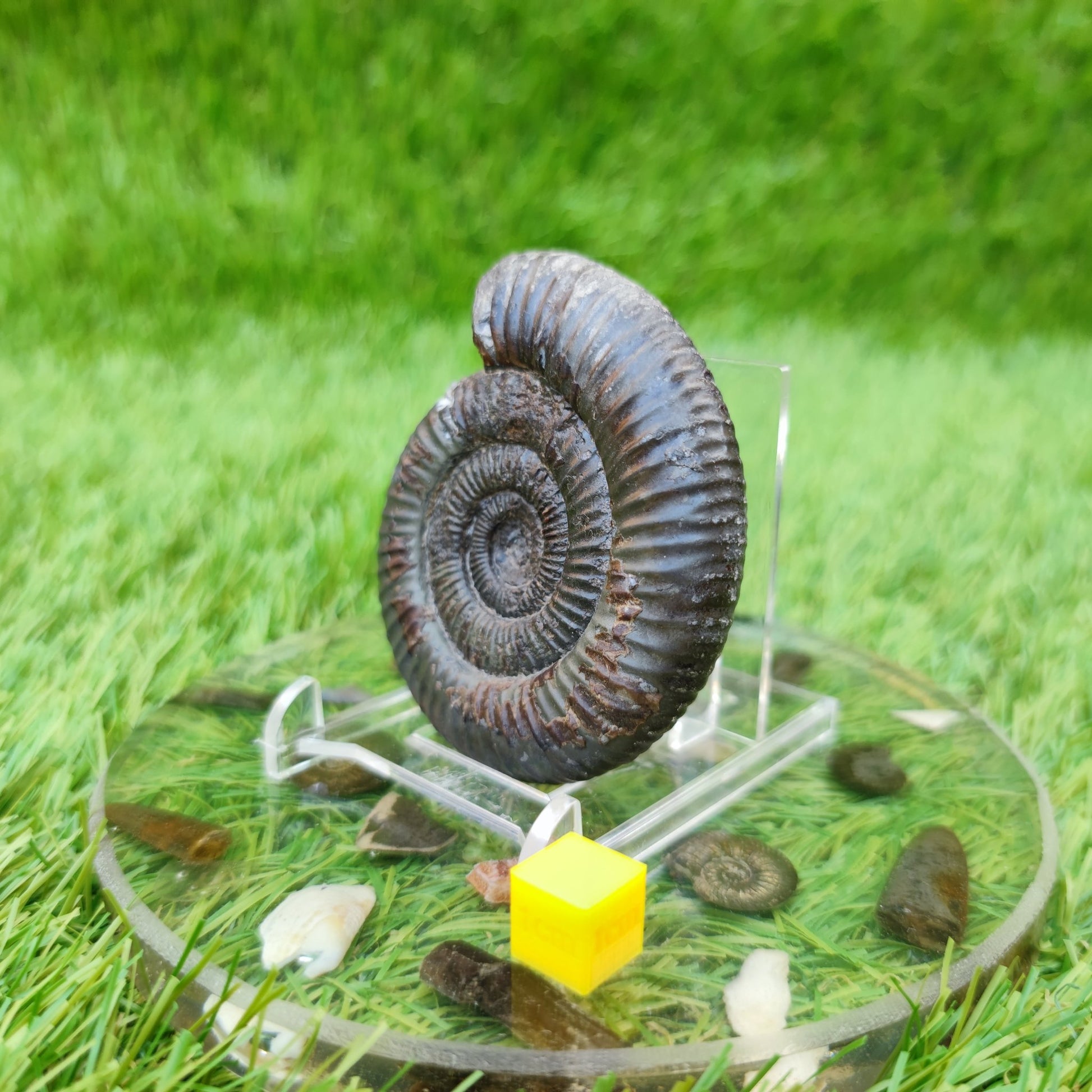 Dactylioceras ammonite fossil Yorkshire UK - North Yorkshire Fossils