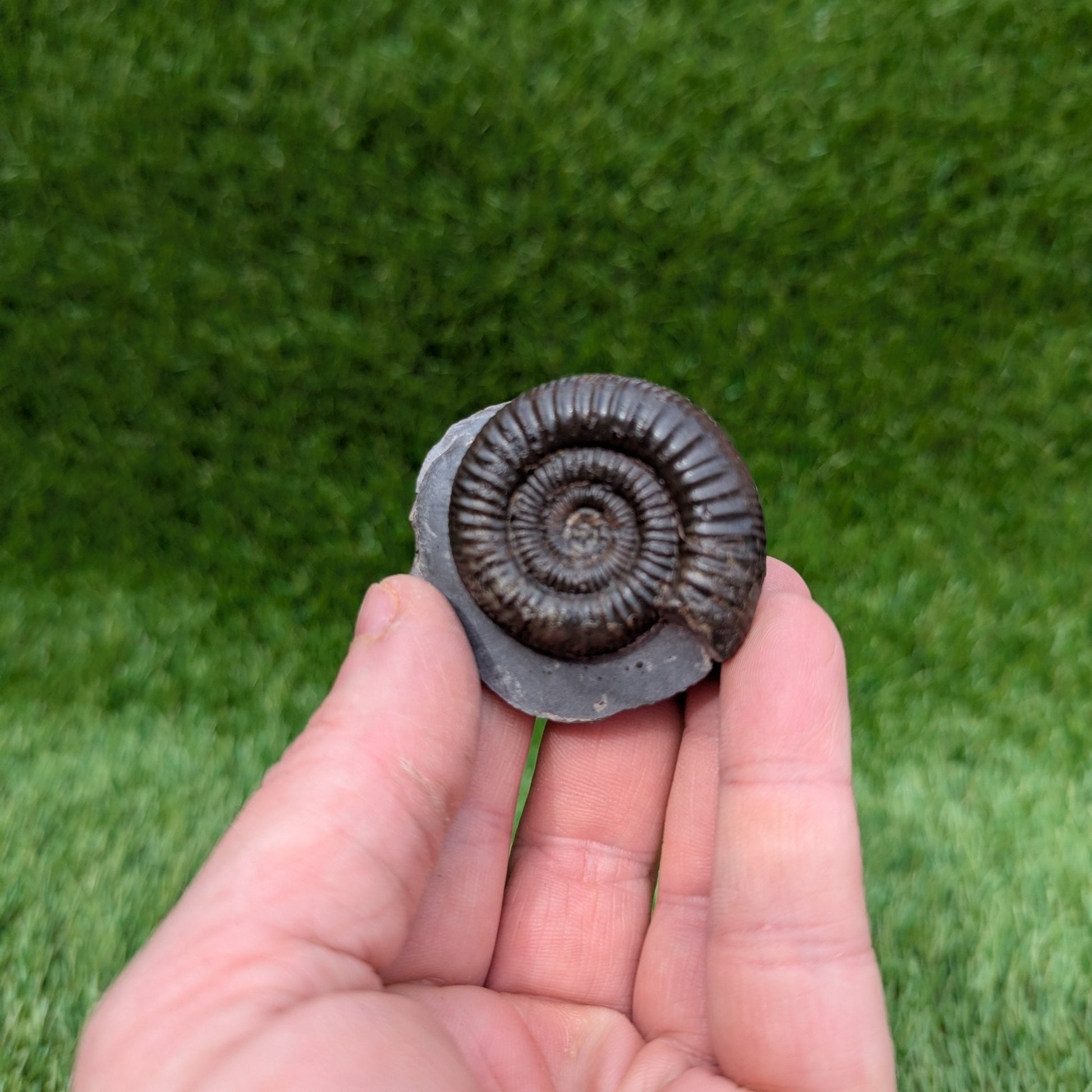 Dactylioceras ammonite North Yorkshire fossils - North Yorkshire Fossils