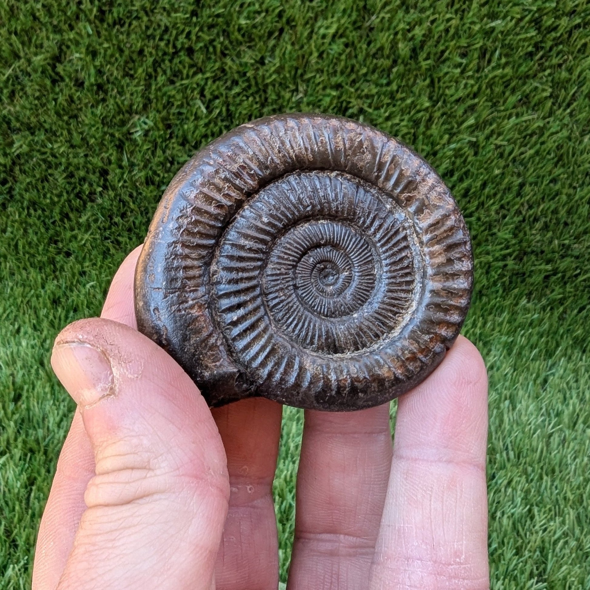 Dactylioceras ammonite North Yorkshire fossils - North Yorkshire Fossils