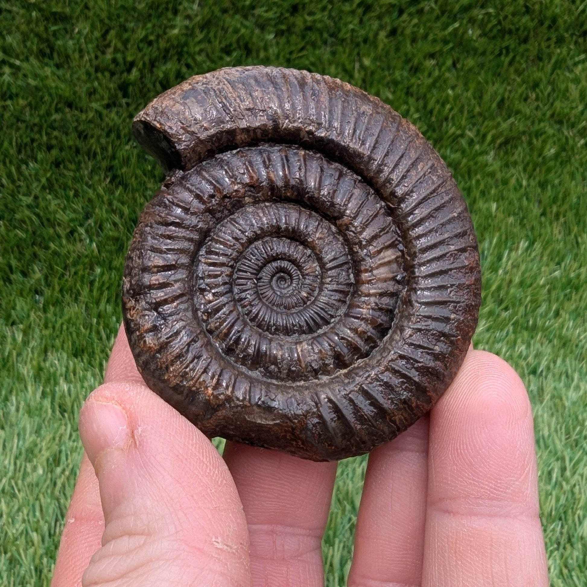 Dactylioceras ammonite North Yorkshire fossils - North Yorkshire Fossils