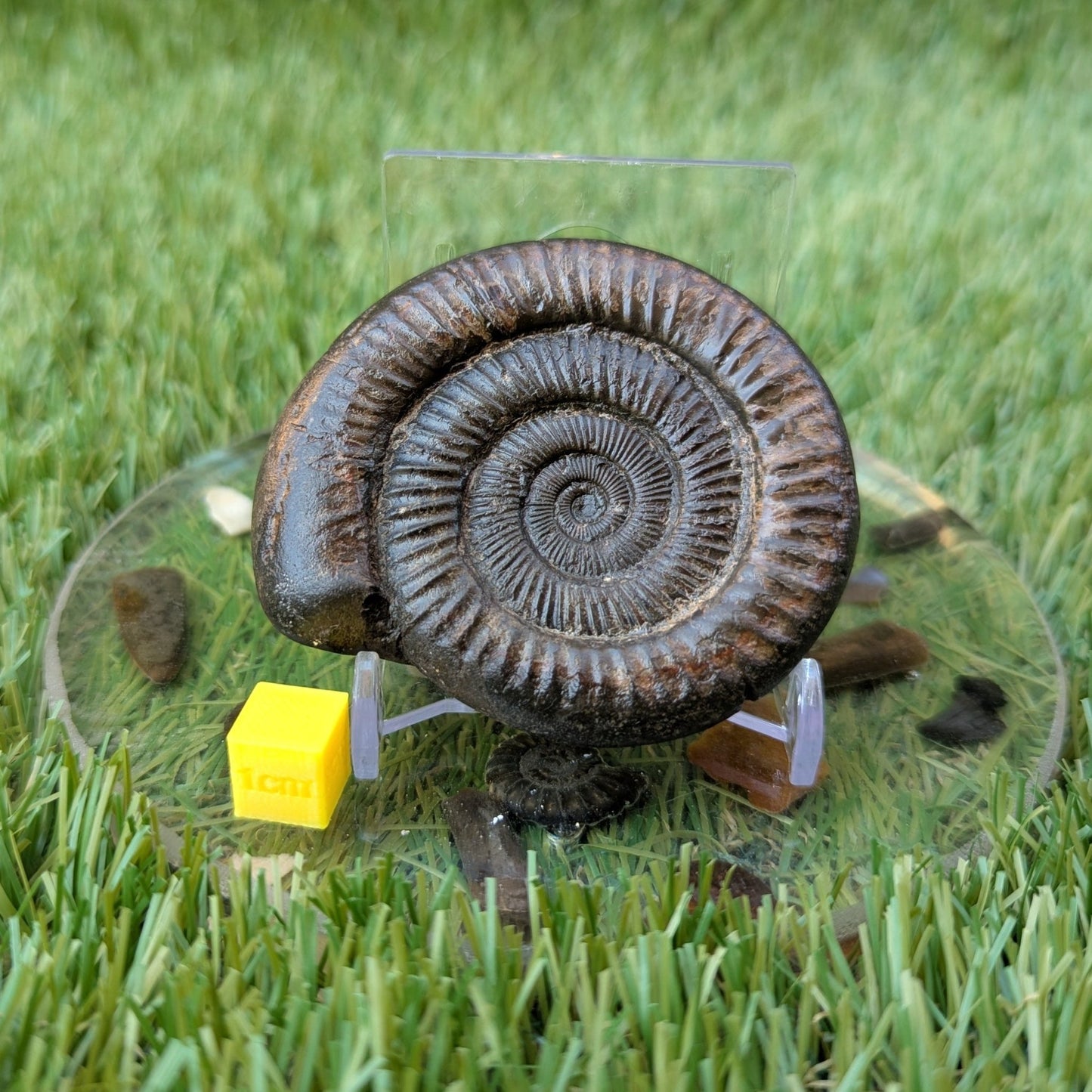 Dactylioceras ammonite North Yorkshire fossils - North Yorkshire Fossils