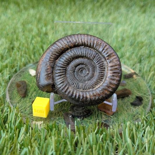 Dactylioceras ammonite North Yorkshire fossils - North Yorkshire Fossils