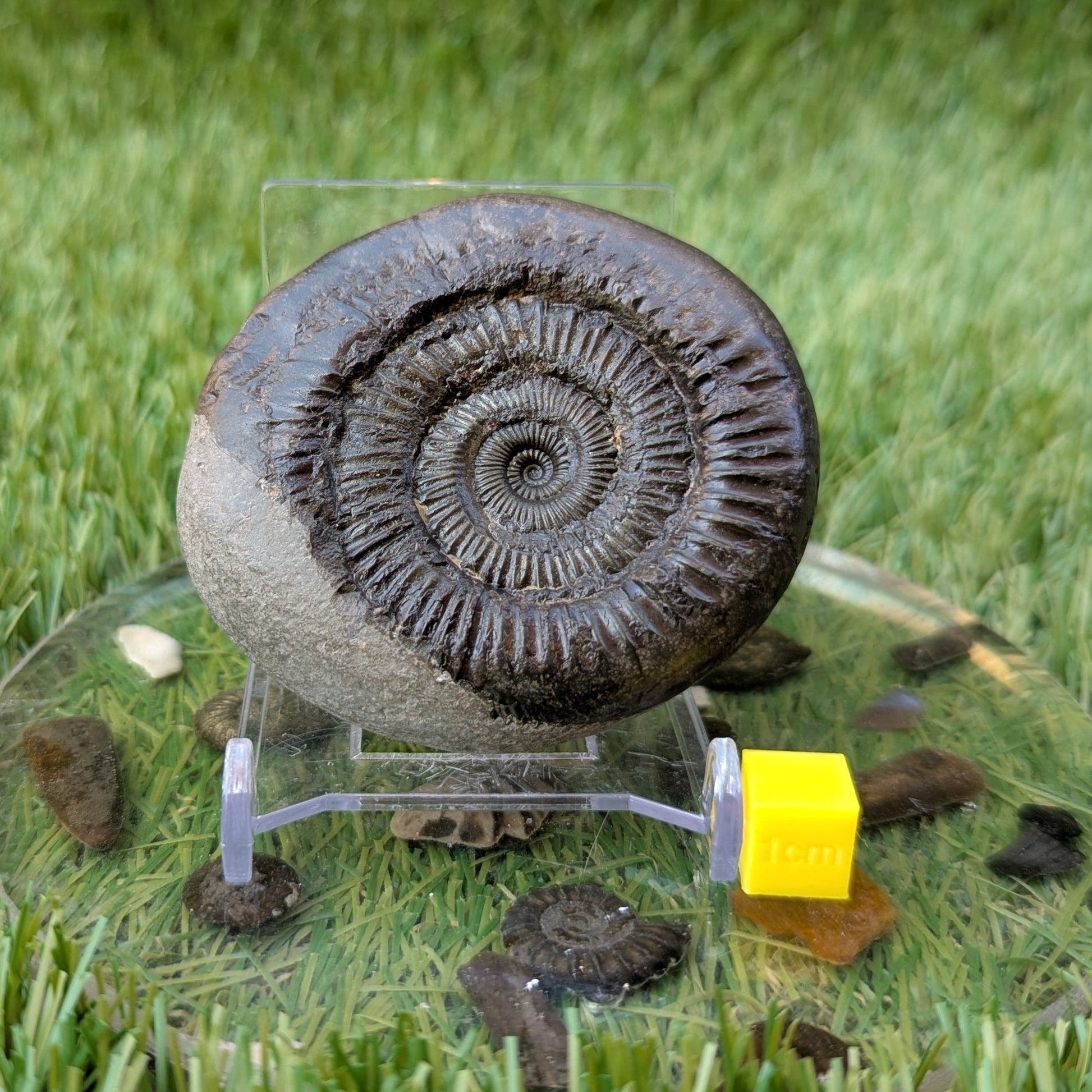 Dactylioceras ammonite North Yorkshire fossils - North Yorkshire Fossils