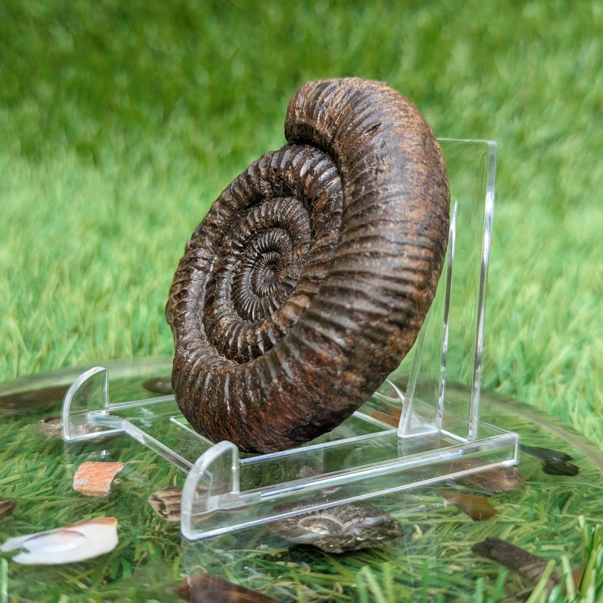 Dactylioceras ammonite North Yorkshire fossils - North Yorkshire Fossils