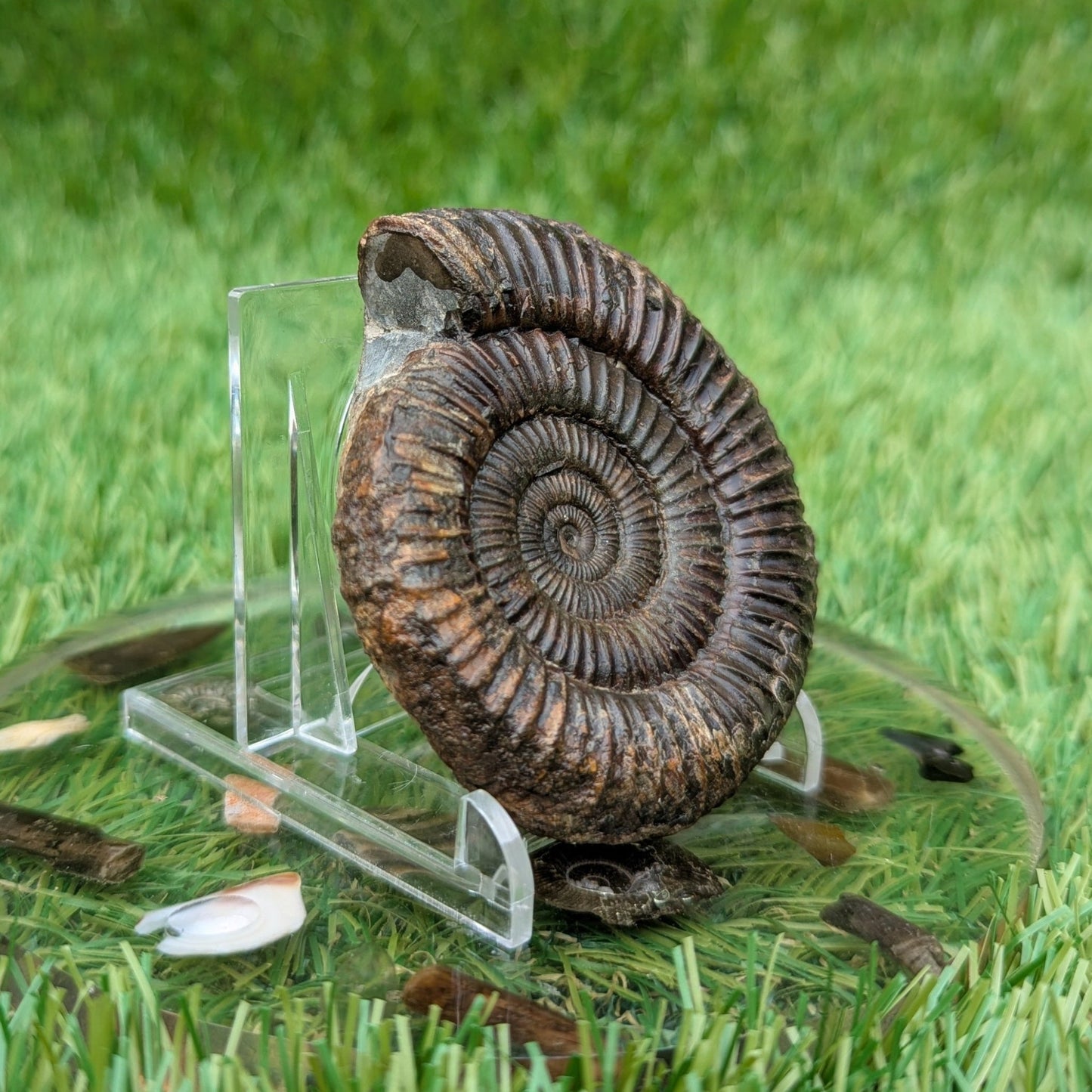 Dactylioceras ammonite North Yorkshire fossils - North Yorkshire Fossils